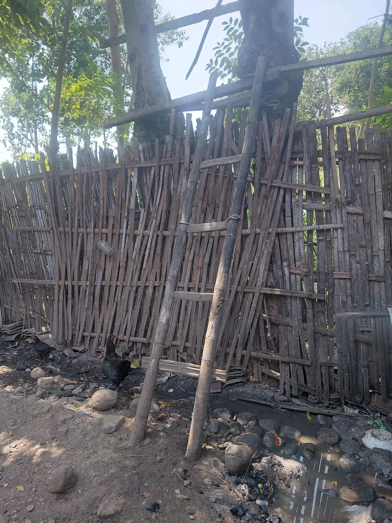 In Alas Tengah, Indonesia, a rustic bamboo fence, constructed from numerous vertically placed stalks, forms a barrier. Two mature roosters, one predominantly black and the other with a black body and reddish-brown neck, are present on the ground in front of the fence. A crude ladder, made from bamboo poles, leans against the fence and a large tree trunk that is integrated with the fence structure. The ground in front of the fence is a mix of dirt, scattered rocks, and debris, including a puddle of muddy water containing rocks and discarded items. Overhead, foliage from trees is visible against a bright sky.