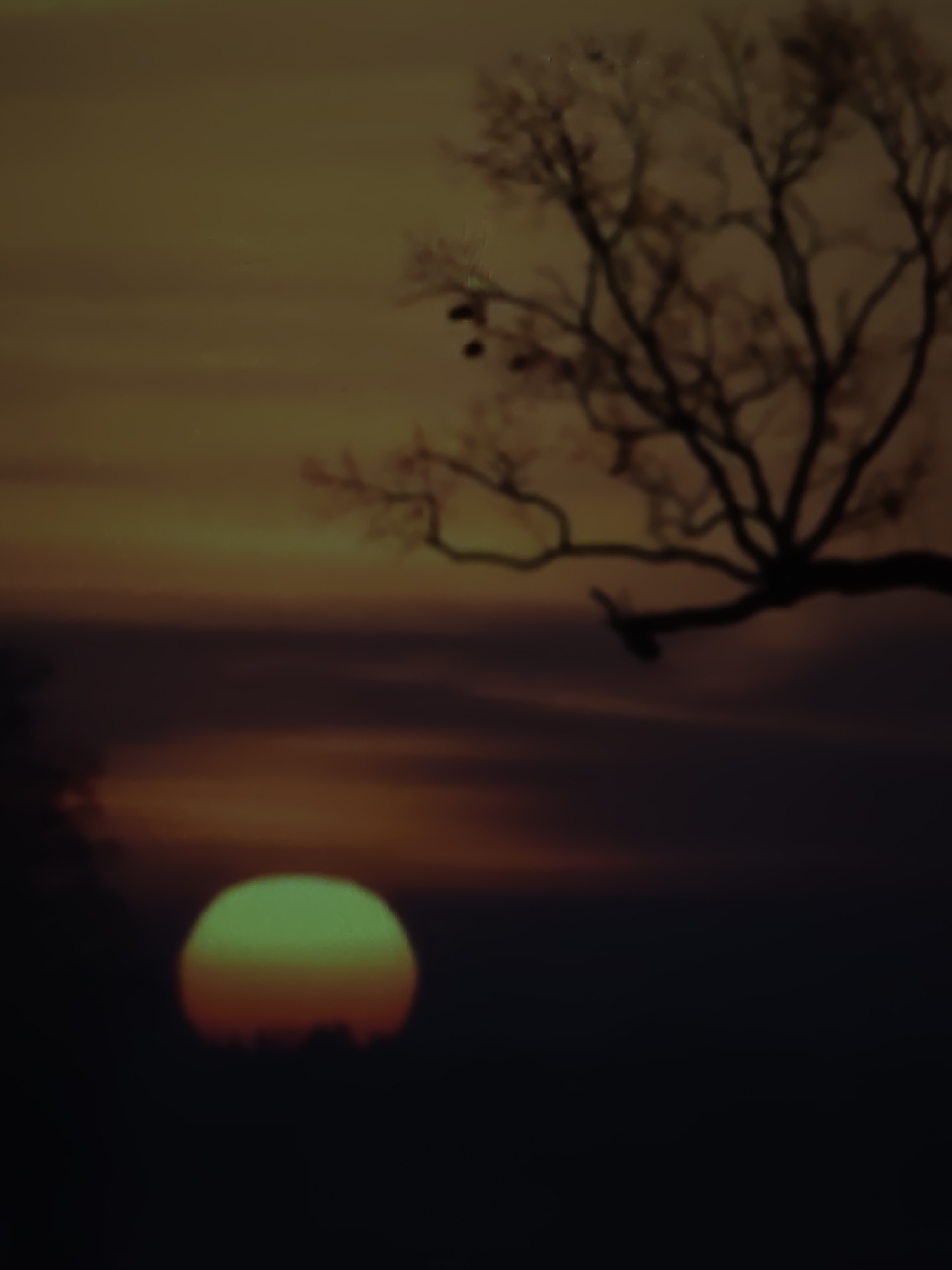 The image depicts a blurred, silhouetted scene at dusk or dawn. A bare tree with intricate branches occupies the upper right portion of the frame, its dark form stark against a muted, yellowish-orange sky. In the lower left, a glowing, greenish-yellow orb, presumably the sun, is partially visible and appears to be low on the horizon. The lower portion of the image is dominated by dark, indistinct shapes that suggest a landscape or foreground, possibly including a treeline. The overall impression is one of a tranquil, natural setting with an atmospheric sky. The location in the city of Kurganinsk, Russia, is not discernible from the visual elements within the image itself.