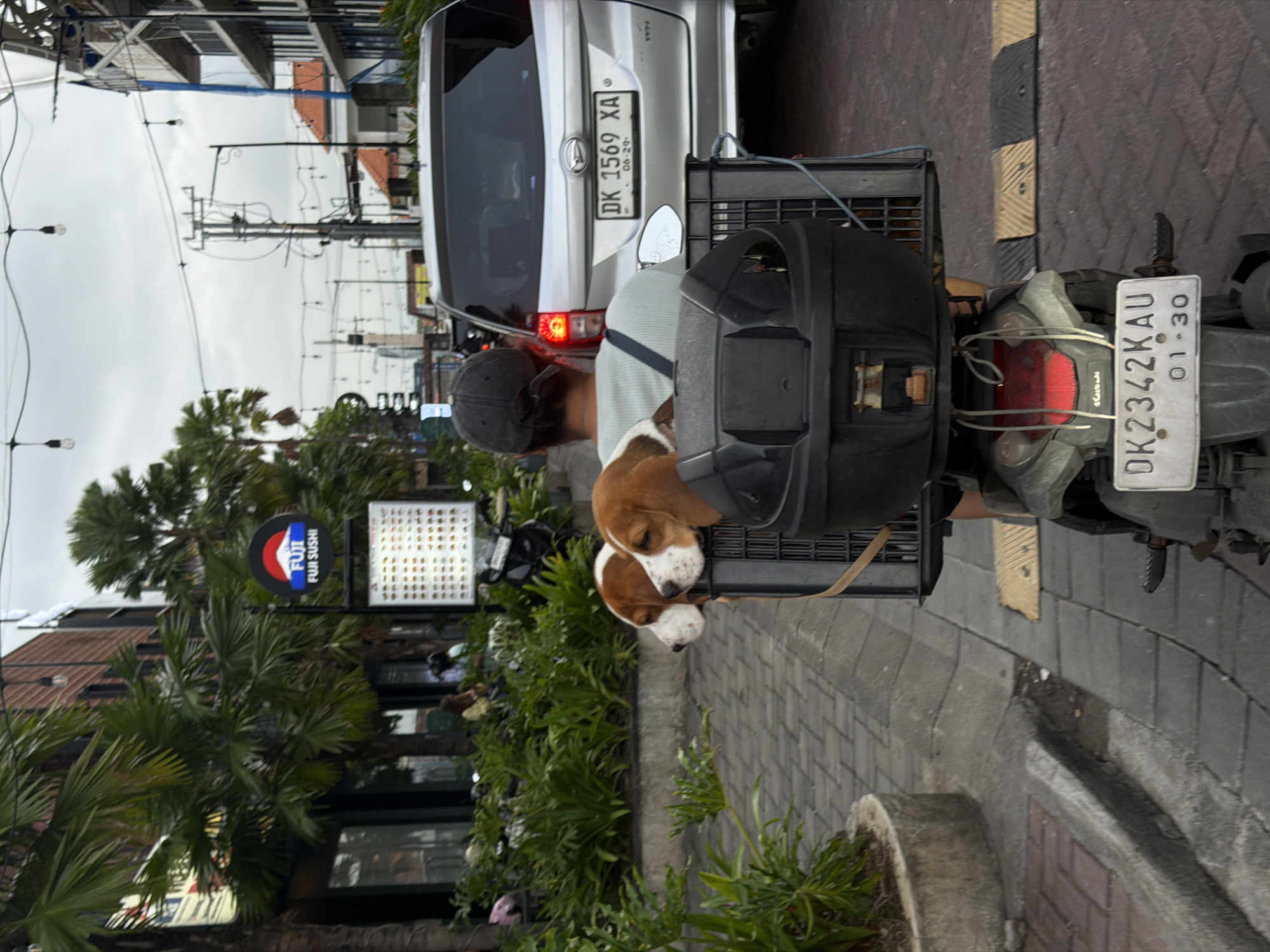 The image captures a street scene in North Kuta, Indonesia, on an overcast day, showing a person on a scooter with a dog, stopped behind a car.
In the foreground, a person, seen from behind wearing a light shirt and dark baseball cap, is operating a dark-colored scooter. A small, light brown and white beagle-type dog is comfortably nestled in a black plastic basket attached to the rear of the scooter, appearing to be asleep with its head resting. The scooter's license plate, "DK 2342 KAU" with an expiration date "01-30", is visible.
Immediately in front of the scooter is the rear of a silver or white car, possibly a Daihatsu, displaying the license plate "DK 1569 XA" and an expiration date "06-20". Both "DK" plates confirm the Bali location.
The setting features a paved sidewalk or shoulder made of interlocking bricks, with a yellow and black striped curb section. Utility poles with numerous overhead wires are prominent against the cloudy sky. To the left, lush palm trees and other green foliage line the street. A circular sign for "FUJI FUJI SUSHI" with a red and blue logo, and a larger rectangular sign with a grid of small dots, are visible amidst the greenery. In the background, multi-story buildings with red-tiled roofs can be seen. The overall atmosphere is that of a calm, everyday street scene.