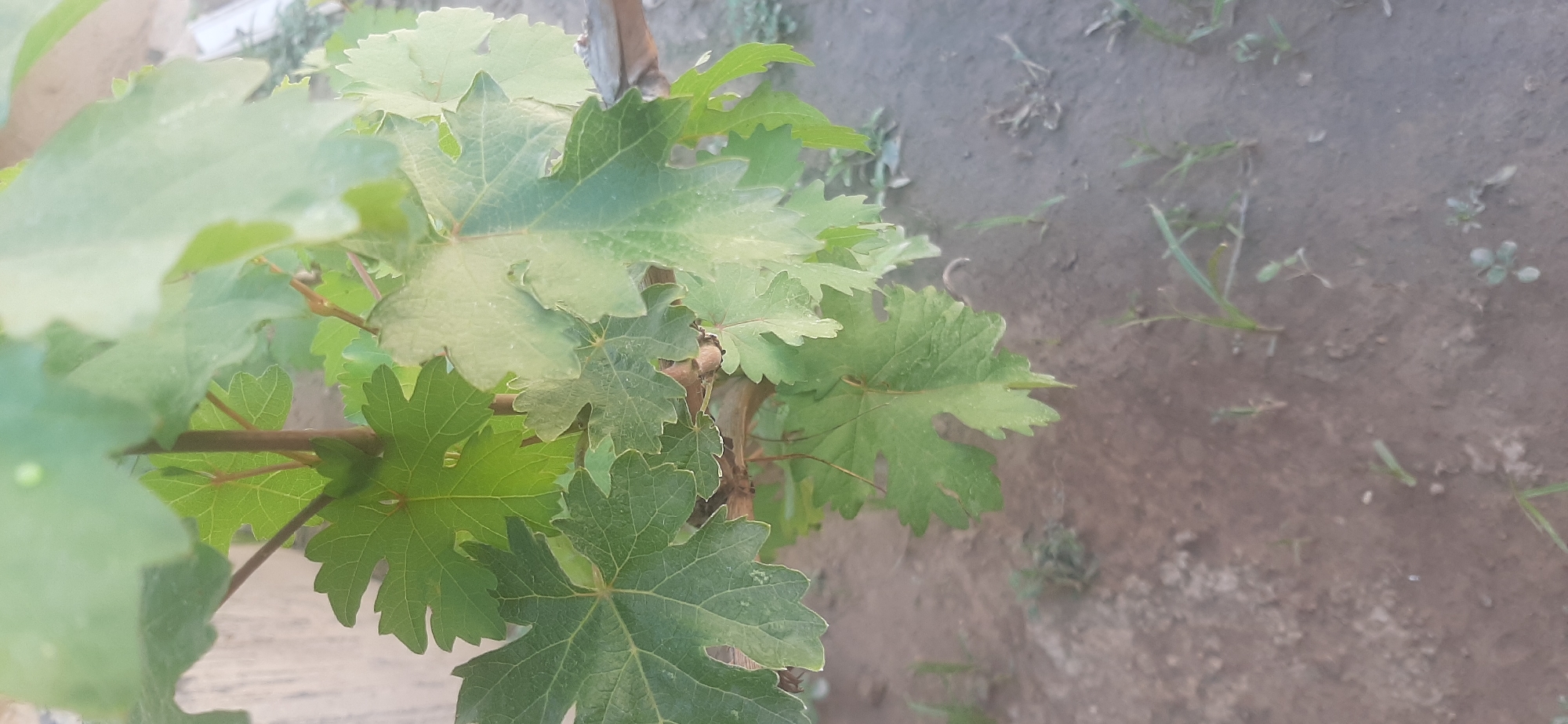 A close-up, vertical shot focuses on a cluster of vibrant green grape leaves, some fully unfurled and others partially formed, attached to thin, reddish-brown stems. The leaves display distinct lobed patterns with serrated edges, characteristic of grape varietals. Sunlight dapples through the foliage, casting subtle shadows and highlighting the veins within the leaves. The background is softly blurred, revealing a patch of dry, brown soil dotted with sparse green shoots and vegetation. A light-colored, indistinct structure is visible in the upper left corner, hinting at an outdoor setting. The overall impression is one of natural growth and the early stages of a plant's development in an outdoor environment, likely a garden or vineyard.