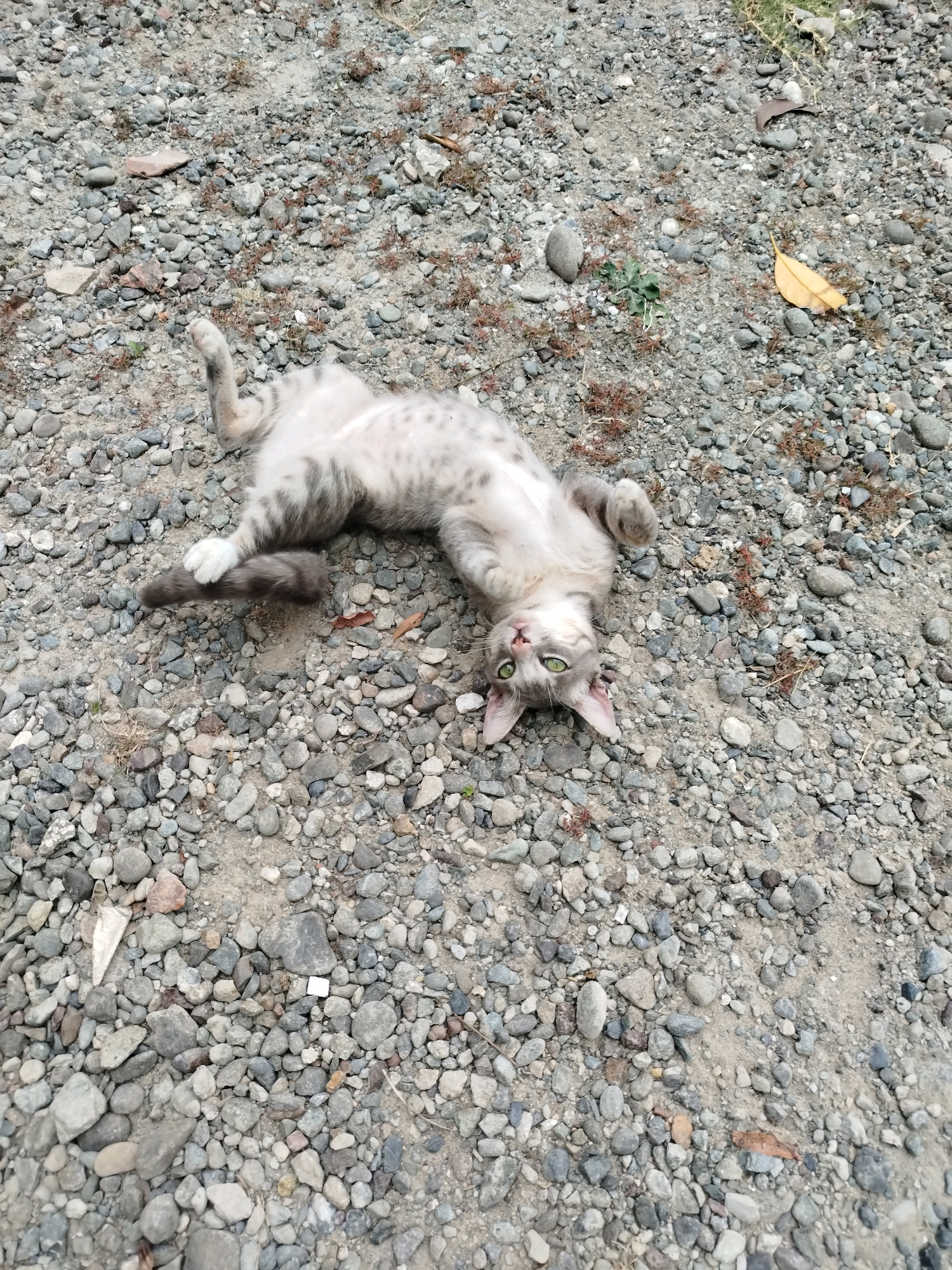 A grey and white tabby cat lies on its back on a gravel surface in Widoro, Indonesia. The cat has green eyes and is looking up. Its paws are raised, and its belly is exposed. The gravel surface is composed of small grey and brown stones. There is some dry vegetation and a fallen yellow leaf scattered on the ground.