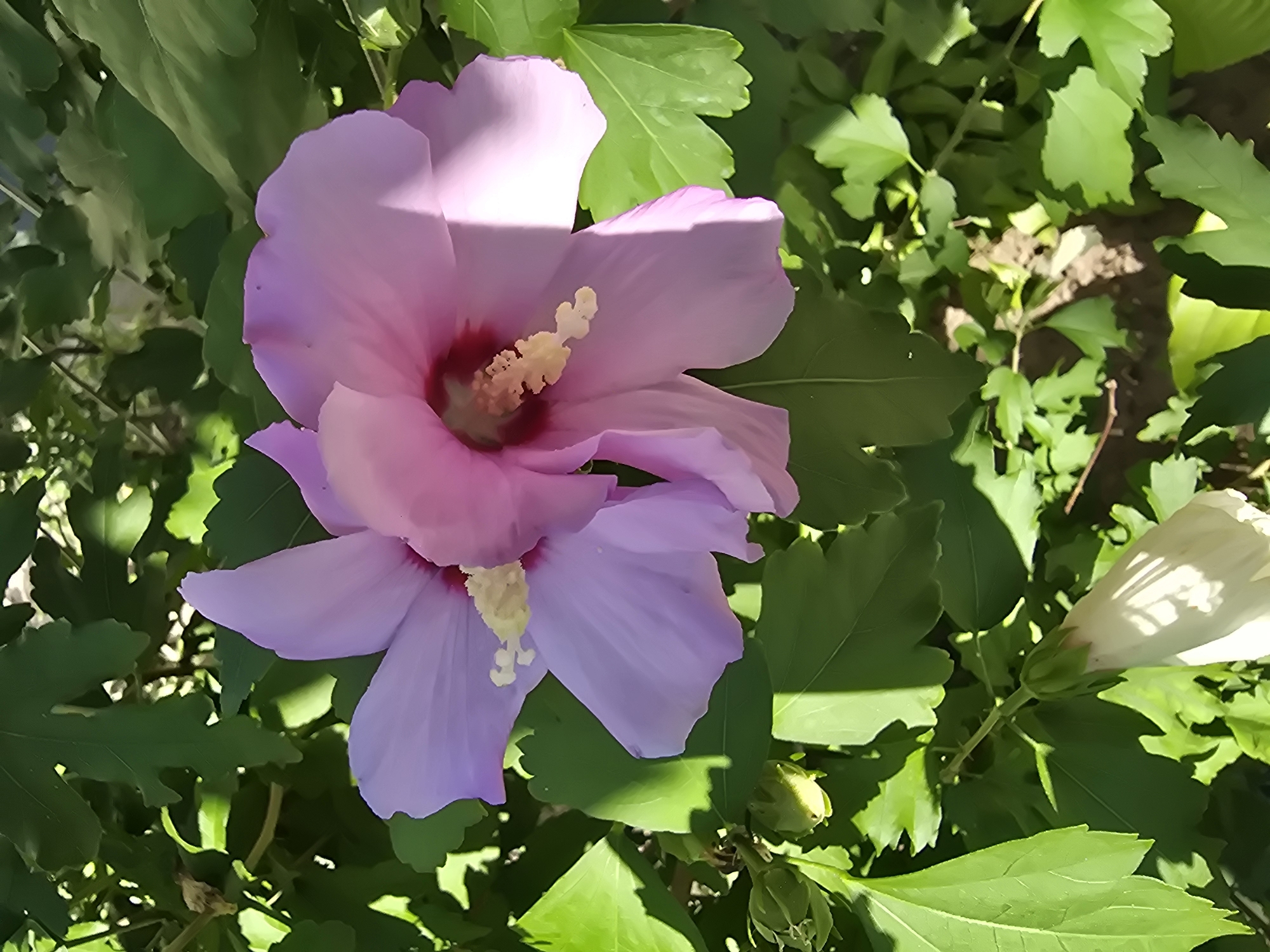 Two pinkish-purple hibiscus flowers are in full bloom, their petals unfurled. One flower is slightly larger and more in focus, positioned to the right of the frame, while the other is partially obscured behind it. Both flowers display a deep pink or reddish center and a stamen with yellow anthers. The flowers are surrounded by lush green foliage, with some leaves casting shadows on the petals. In the lower left corner, a closed white hibiscus bud is visible, hanging downwards. The scene appears to be an outdoor garden in Vyshneve, Ukraine, bathed in natural sunlight.