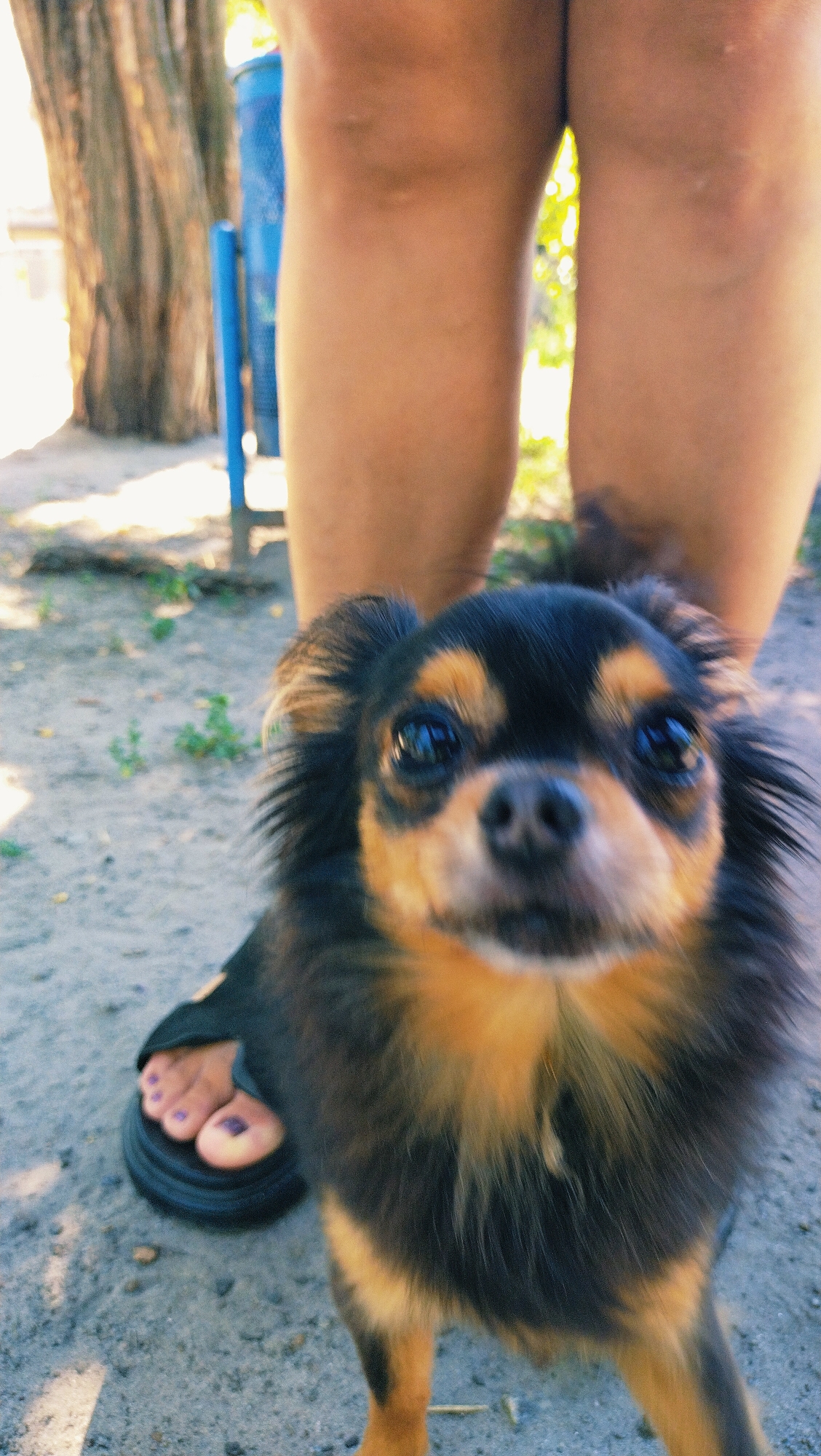 In Horishni Plavni, Ukraine, a close-up shot captures a small, long-haired dog with black and tan markings. The dog is looking directly at the camera with large, dark eyes and has prominent, fluffy ears. Its snout is a rich tan color, and its fur is a mix of black and lighter brown, particularly around its face and chest. The dog's fur appears somewhat tousled.
In the background, the lower half of a person's legs are visible, with their knees bent and legs slightly apart. The person is wearing sandals, one of which is a black flip-flop, and their toes are painted with purple nail polish. The ground beneath them is composed of sand and small pebbles, with sparse green vegetation. Further in the background, the rough texture of tree bark is visible on the left side of the frame, and a blue trash bin or similar cylindrical object stands behind the person's legs. The lighting suggests an outdoor setting, possibly during the day, with some dappled sunlight filtering through.