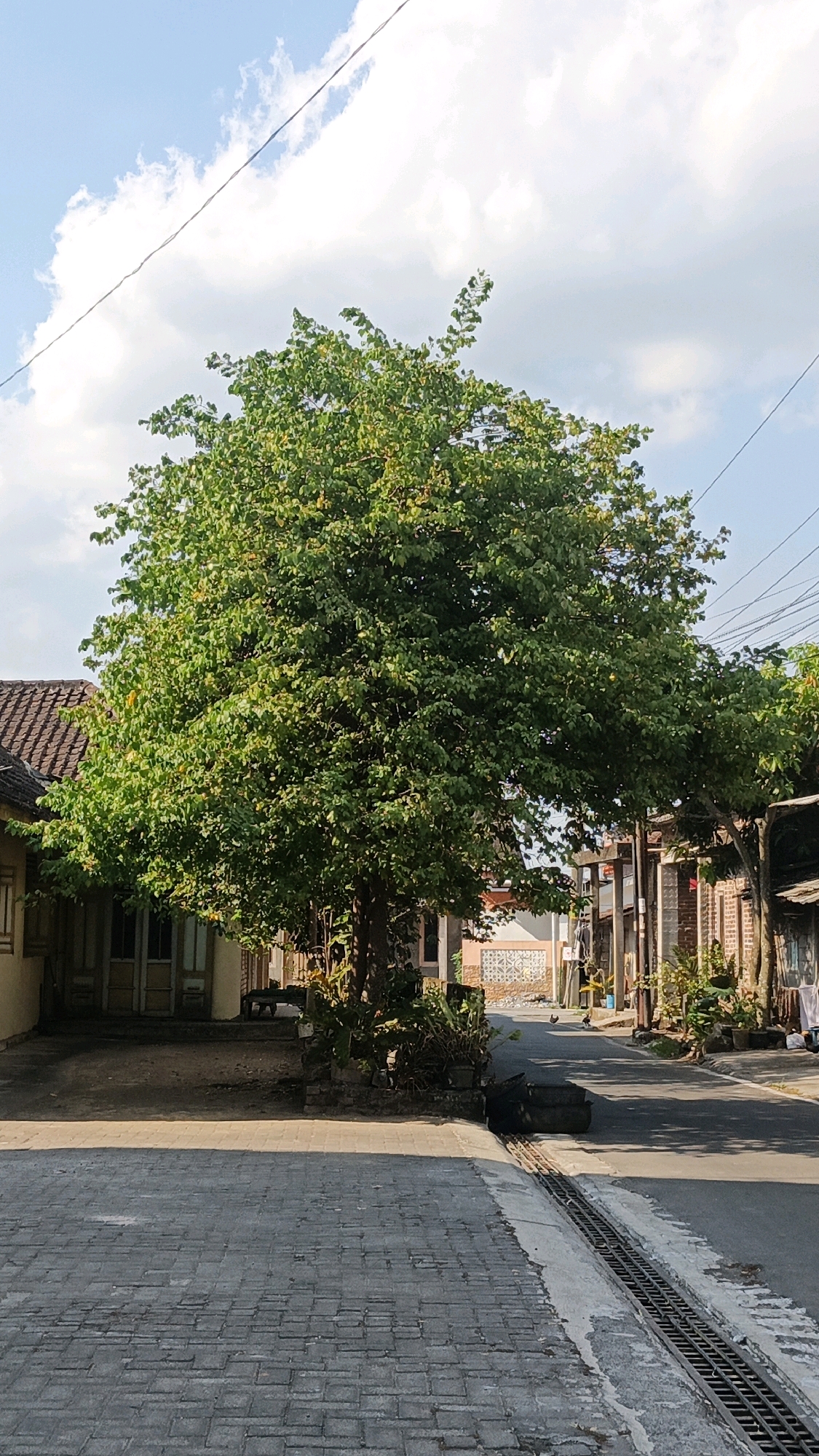The image shows a street scene in Pringapus, Indonesia, on a sunny day with scattered clouds. A large, leafy green tree dominates the foreground, casting shadows on the paved road and sidewalk. To the left of the tree is a house with a tiled roof and light-colored walls. To the right, the street continues, lined with more houses and vegetation. Electrical wires are visible strung across the sky. The road appears to be made of asphalt, with a drainage grate running along the side. The overall impression is of a quiet residential area.