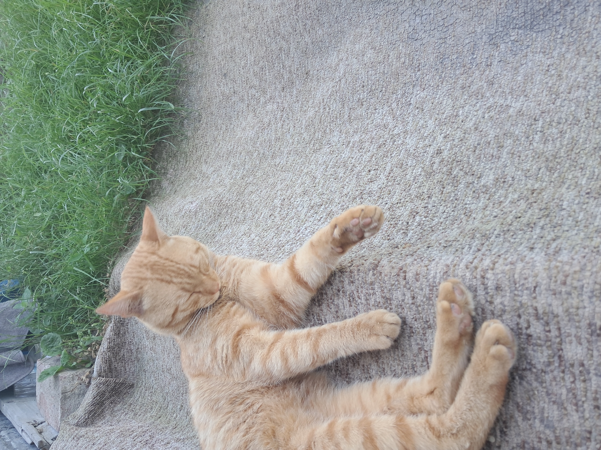 An overhead shot shows a ginger cat lounging on its back on a textured beige surface, possibly an outdoor rug or carpet. The cat's eyes are closed, suggesting it is relaxed or asleep. Its front paws are extended upwards, with one paw slightly curled. Its hind legs are also stretched out. The cat has prominent orange tabby stripes on its fur. To the left of the cat, a patch of lush green grass is visible, with some scattered leaves and what appear to be discarded materials at the edge of the frame, hinting at an outdoor or semi-outdoor setting. The lighting suggests it is daytime. No text is visible in the image.