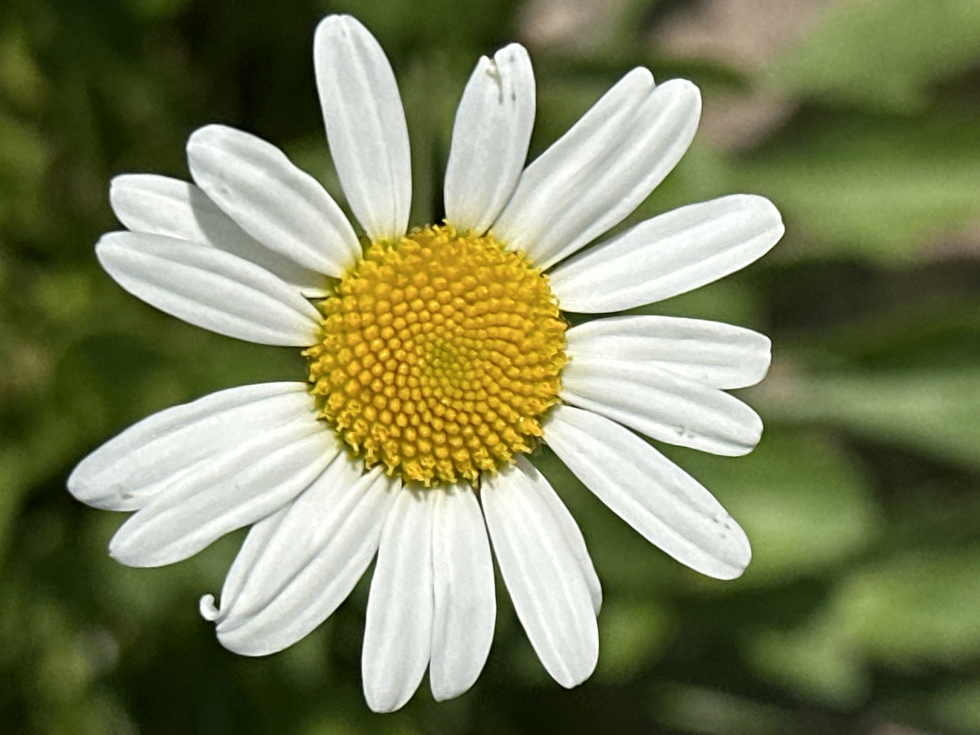 A close-up, top-down view showcases a single daisy in full bloom, its white petals radiating outwards from a vibrant, yellow, disc-shaped center. The petals are slightly curved and some exhibit subtle indentations. The background is a soft blur of green foliage, suggesting an outdoor natural setting. There is no information available about the location being Podolsk, Russia.