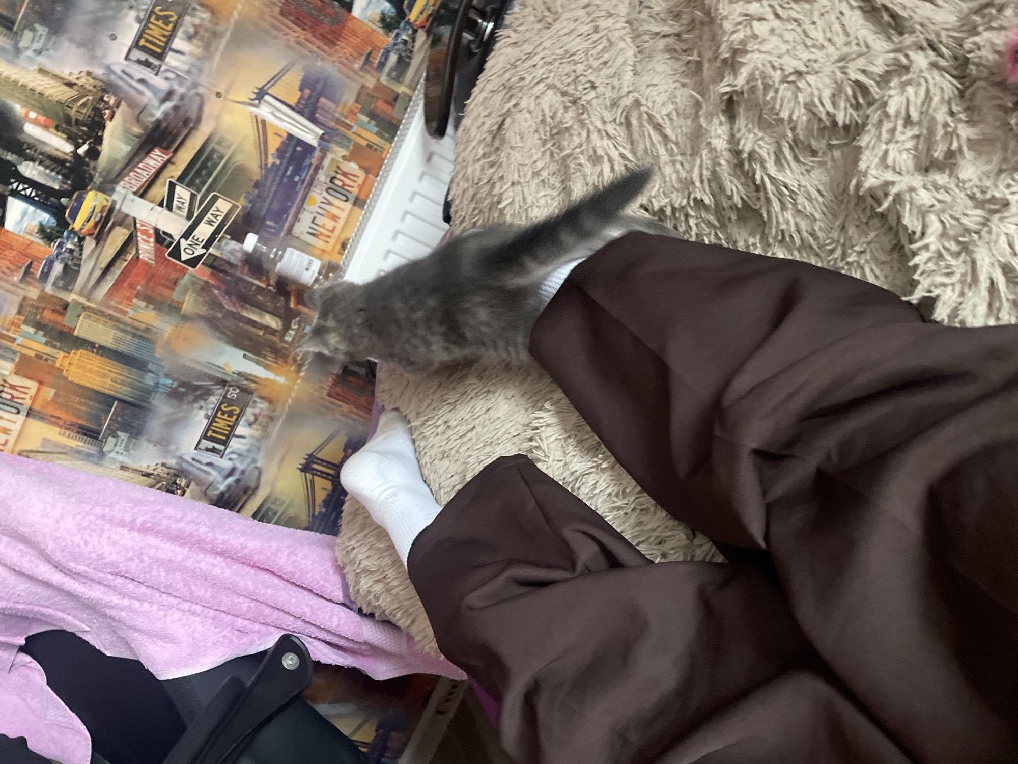 The image captures an indoor scene with a gray kitten in the foreground, positioned on a fluffy, light-colored rug. The kitten is facing away from the camera, with its tail extending towards the right. To the left of the kitten, a person's legs are visible, clad in dark brown pants and white socks. The person's right leg rests on the rug, while the left leg is also visible. In the background, a wall is covered with a New York City themed wallpaper, featuring images of skyscrapers, taxis, and street signs like "Times Square" and "Broadway". A pink towel is draped over a black object on the left side of the frame. The environment appears to be a domestic setting, likely a living room or bedroom, in Медведево, Russia.