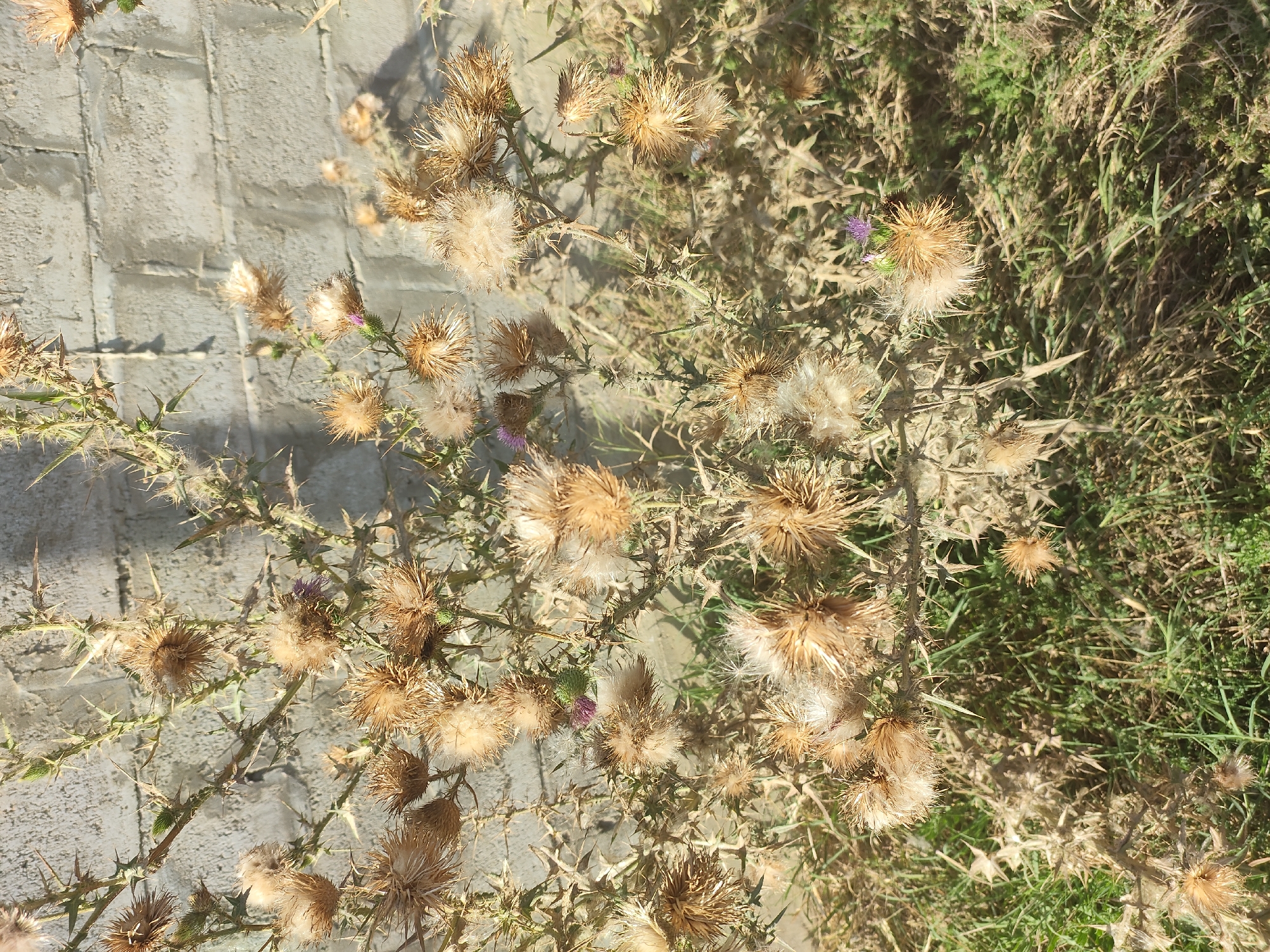 A close-up, eye-level shot captures a patch of dried thistles and green grass in Novochurtakh, Russia. The thistles, with their prickly stalks and fluffy seed heads, are the dominant subjects, some appearing brown and fully dried, while others show hints of purple and green, suggesting they are still developing or partially dried. The scene is set against a backdrop of a weathered, grey brick wall, casting shadows from the plants onto its surface. The ground is covered with a mix of dry, withered vegetation and patches of vibrant green grass. The overall impression is one of natural decay and resilience, with the plants enduring the elements against the man-made structure. There are no people or animals visible in the frame.