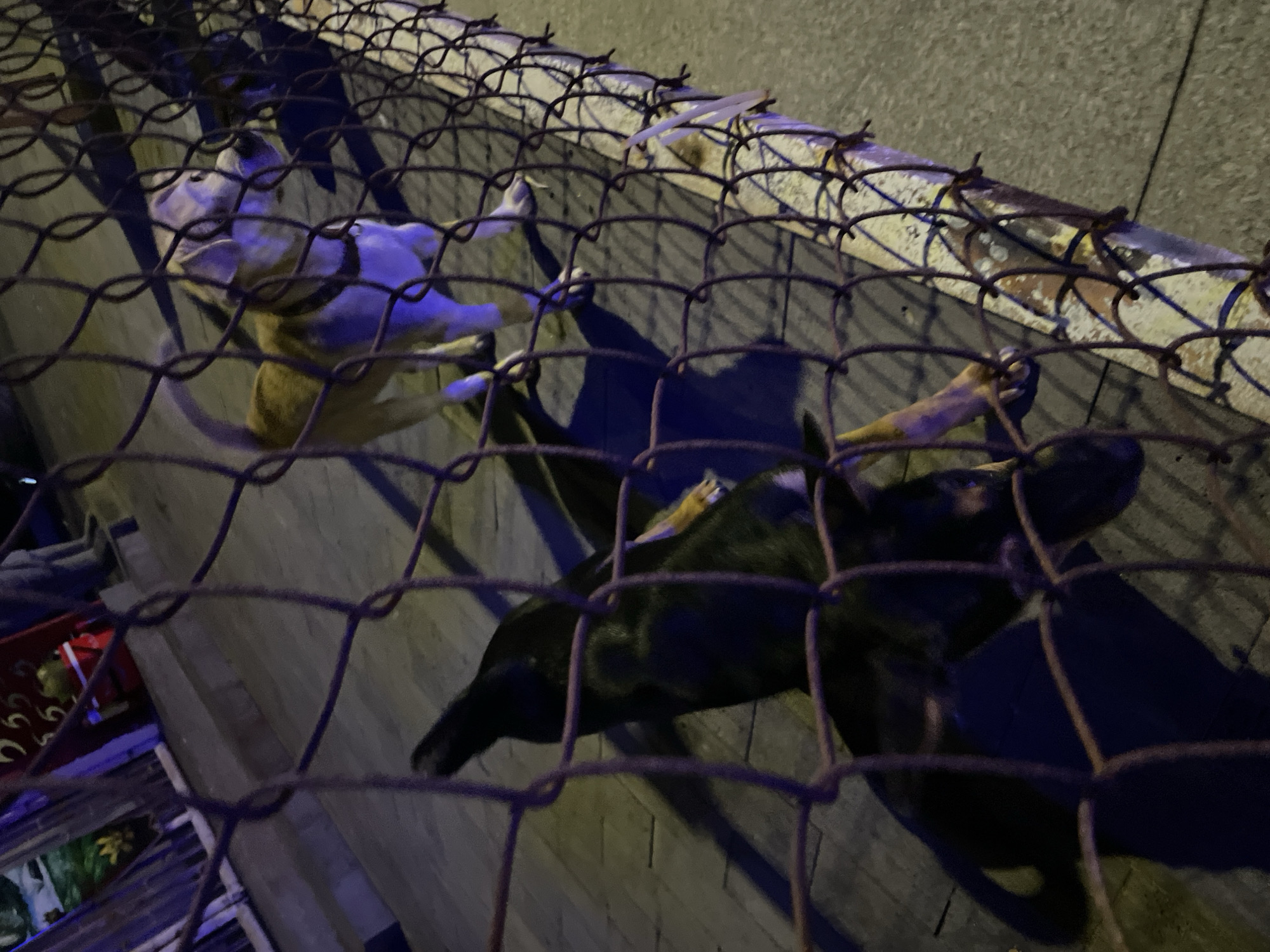 Two dogs are visible behind a chain-link fence at night in Phu Thuy Ward, Vietnam. The dog in the foreground is black and appears to be lying down, with its head partially obscured. The dog in the background is lighter in color, possibly tan or light brown, and is standing. It has a dark collar and is looking to the right. The ground appears to be paved with bricks or concrete. The lighting is dim, with some blueish and purplish hues evident, suggesting artificial light sources. The fence is rusty and the chain-link mesh is visible throughout the image, creating a barrier between the viewer and the dogs. There is some background detail visible through the fence, including what appears to be a building with some colorful elements.