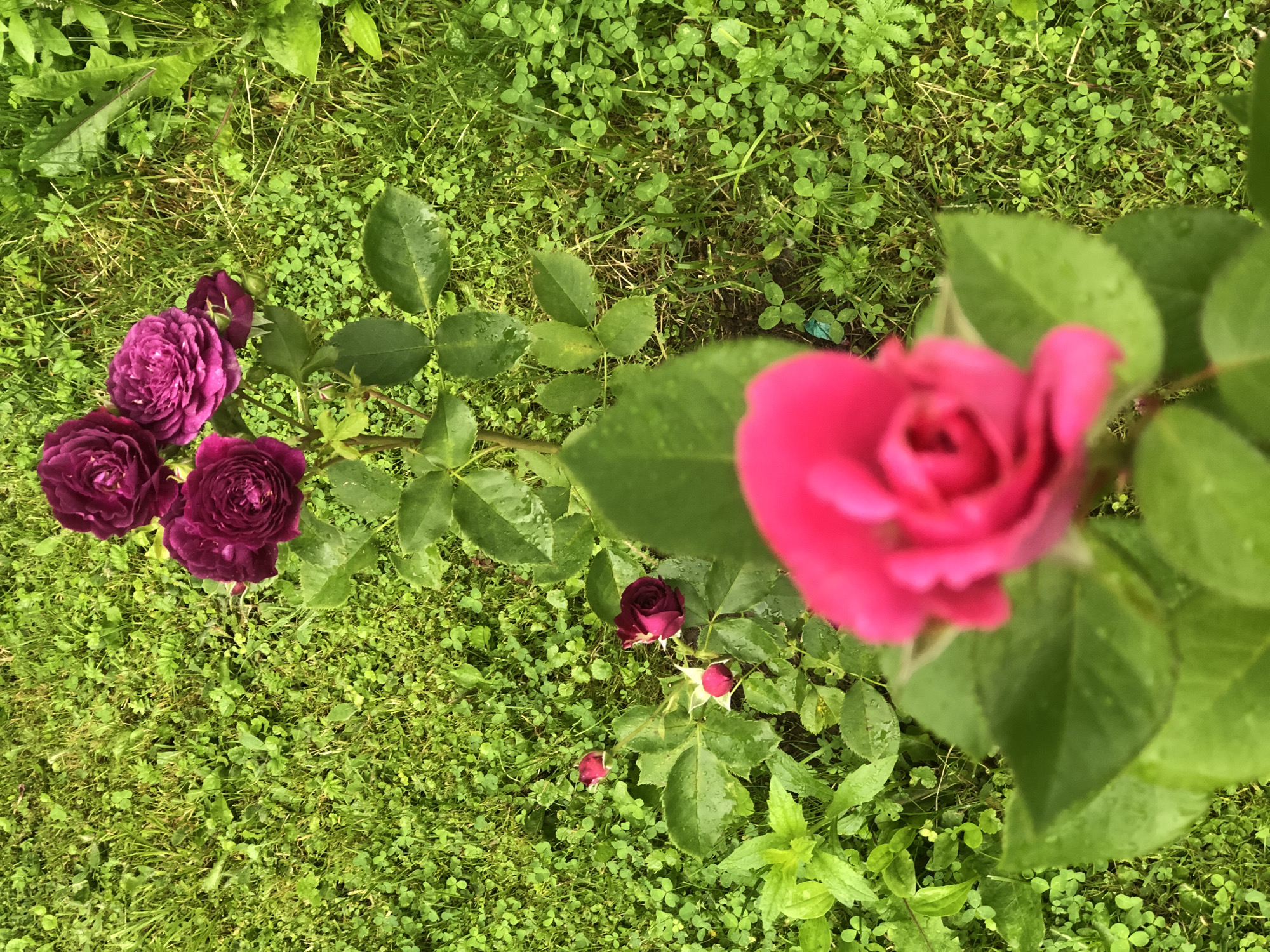A close-up, overhead shot captures a flowering rose bush with purple and pink blossoms set against a backdrop of lush green grass. The foreground is dominated by a blurred pink rose bloom, while the middle ground showcases a cluster of four deep purple roses, some partially open and others in full bloom, all on a stem with green leaves. Further down the stem, a single, partially opened red rosebud and a dark red rose bloom are visible. The ground is covered in dense green grass and small clover-like plants, suggesting an outdoor setting, possibly a garden. The image does not contain any individuals or discernible human activity. The scene's location in Zhukovo, Russia, is not visually evident from the image itself.