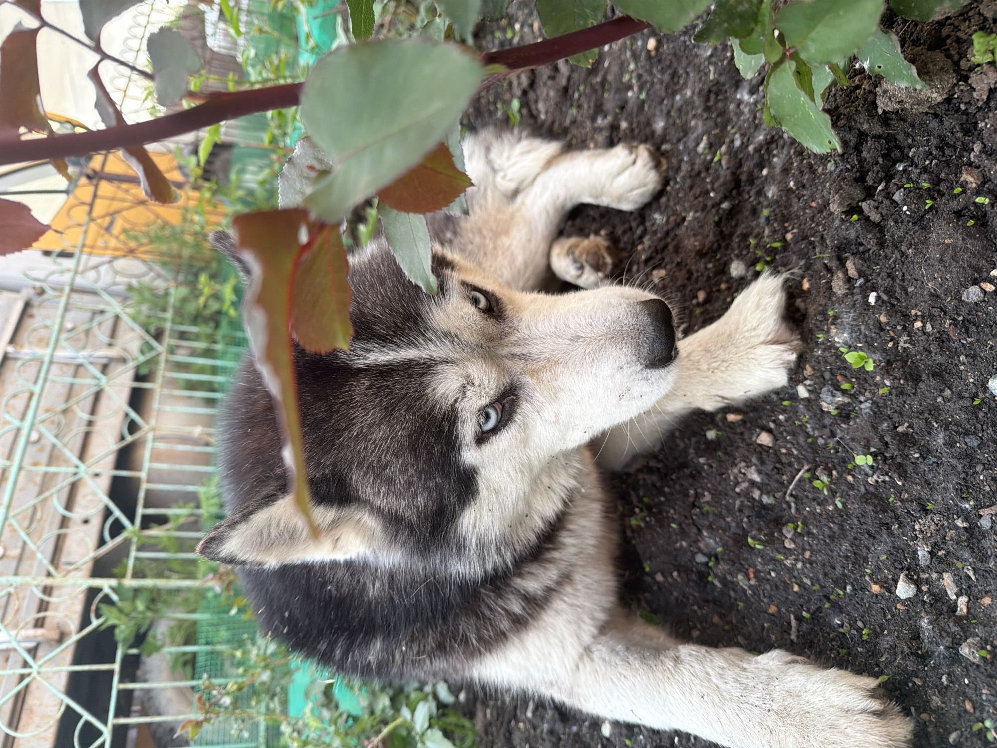 A husky dog with striking blue eyes is lying on dark, tilled soil, partially obscured by a rose bush with reddish-brown stems and green leaves. The dog's black and white fur is visible, along with its paws resting on the ground. In the background, a green metal fence runs horizontally, with some foliage and a yellow structure visible beyond it. The scene appears to be outdoors, possibly in a garden or backyard.