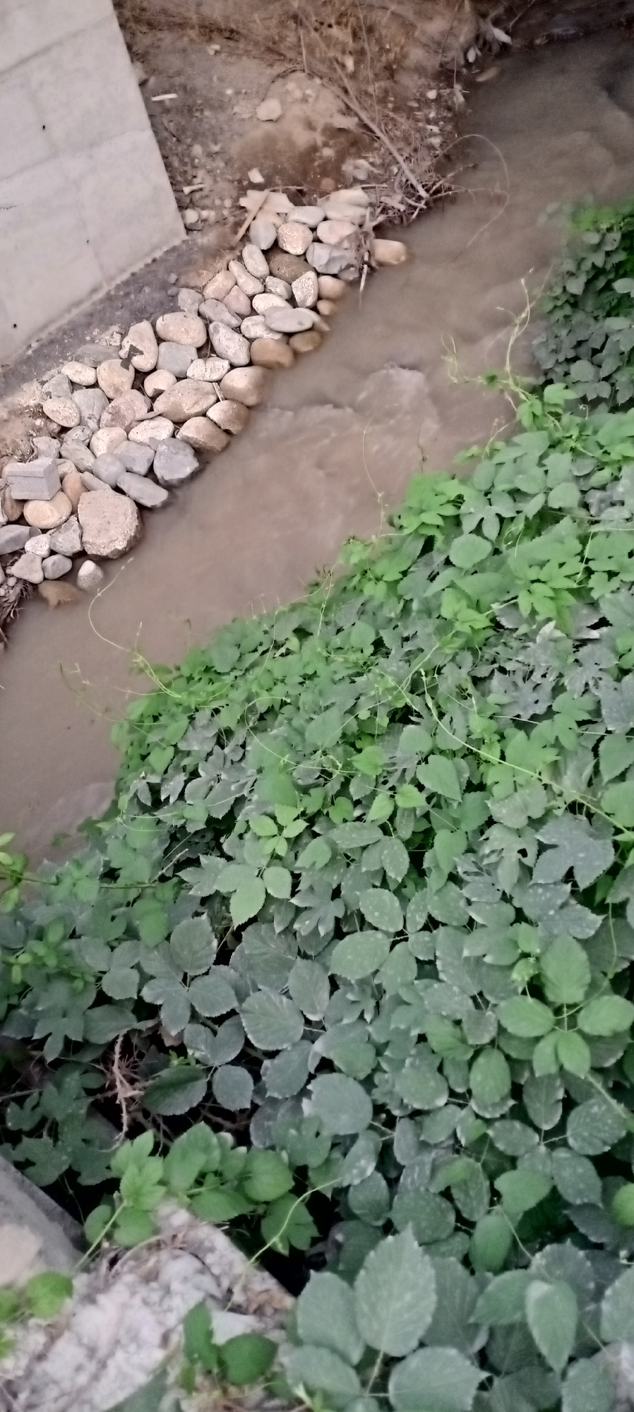 In Sokuluk, Kyrgyzstan, a narrow, muddy stream flows between a concrete embankment and a bank covered in lush, green foliage. The stream is bordered on one side by a neatly arranged line of smooth, rounded river stones. The foliage consists of broad, lobed leaves, some with a lighter, dusty appearance, and thin, wiry vines that intertwine amongst the leaves. The overall impression is a natural scene within an urban or semi-urban setting.