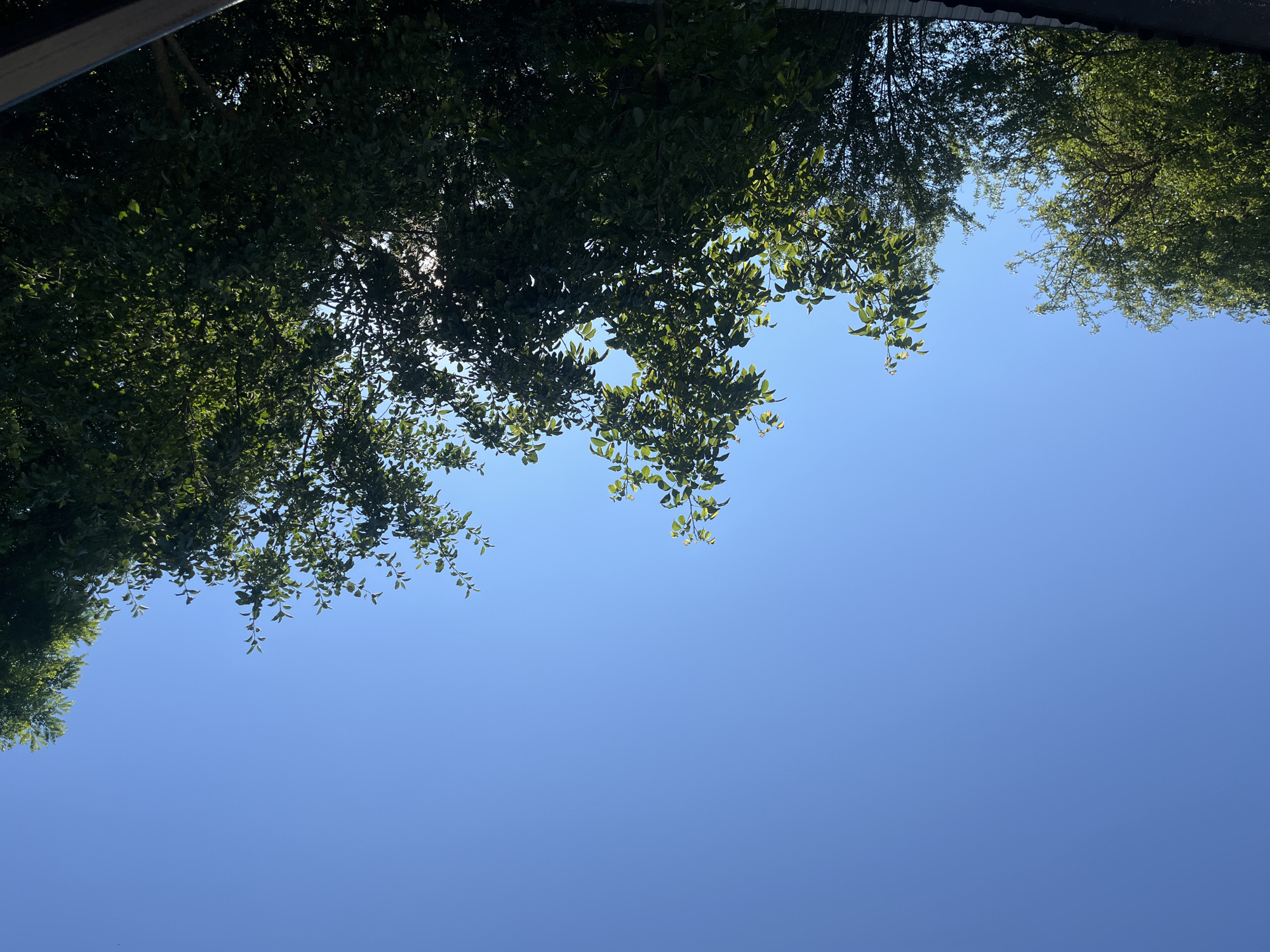 The image captures a clear blue sky with the tops of several trees silhouetted against it. The trees are dense with green leaves, some of which are illuminated by sunlight, creating a dappled effect. In the foreground, a dark, sloped surface, possibly a roof or awning, is visible at the bottom edge of the frame. The scene appears to be an outdoor setting, likely in a residential or park area within a city. No people or specific actions are depicted.