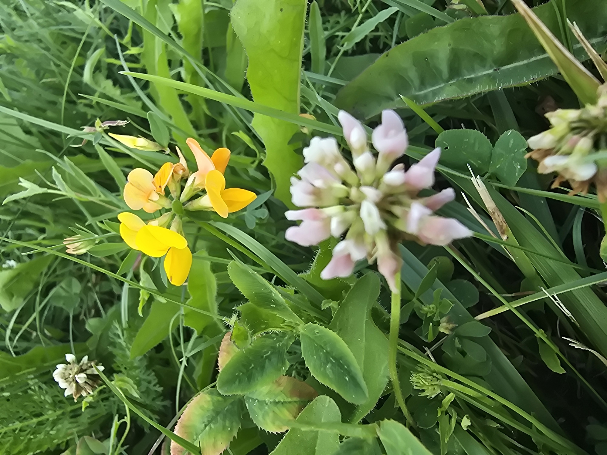 This is a close-up, high-angle shot of wildflowers in a grassy area, likely in Sofiivska Borshchahivka, Ukraine. In the foreground, a cluster of small, pale pink and white flowers with rounded petals is in soft focus. To the right and slightly behind, a bright yellow flower with three visible petals is in sharp focus, with another yellow bud to its left. Behind these, the green foliage of various plants, including some clover with serrated edges, forms a dense background. A single white flower with a slightly dried appearance is visible in the upper left quadrant. The overall impression is of a natural, undeveloped outdoor setting.