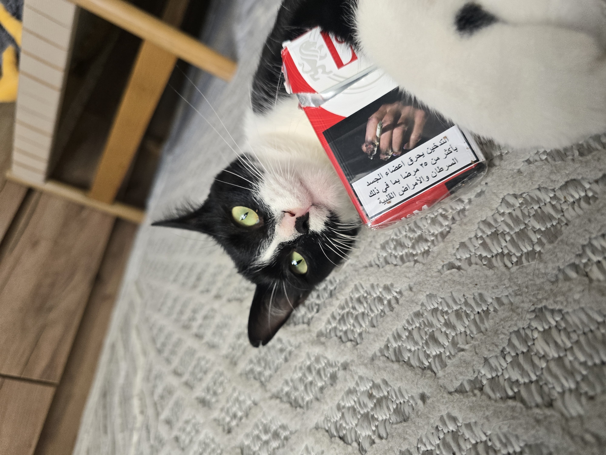A black and white cat with green eyes lies on a textured gray rug, its head resting on a pack of cigarettes. The pack is red and white, with an image of a hand holding a cigarette and Arabic text on the front. The cat is partially in focus, with its body blurred. In the background, a wooden furniture piece and a yellow object are visible. The lighting suggests an indoor environment.