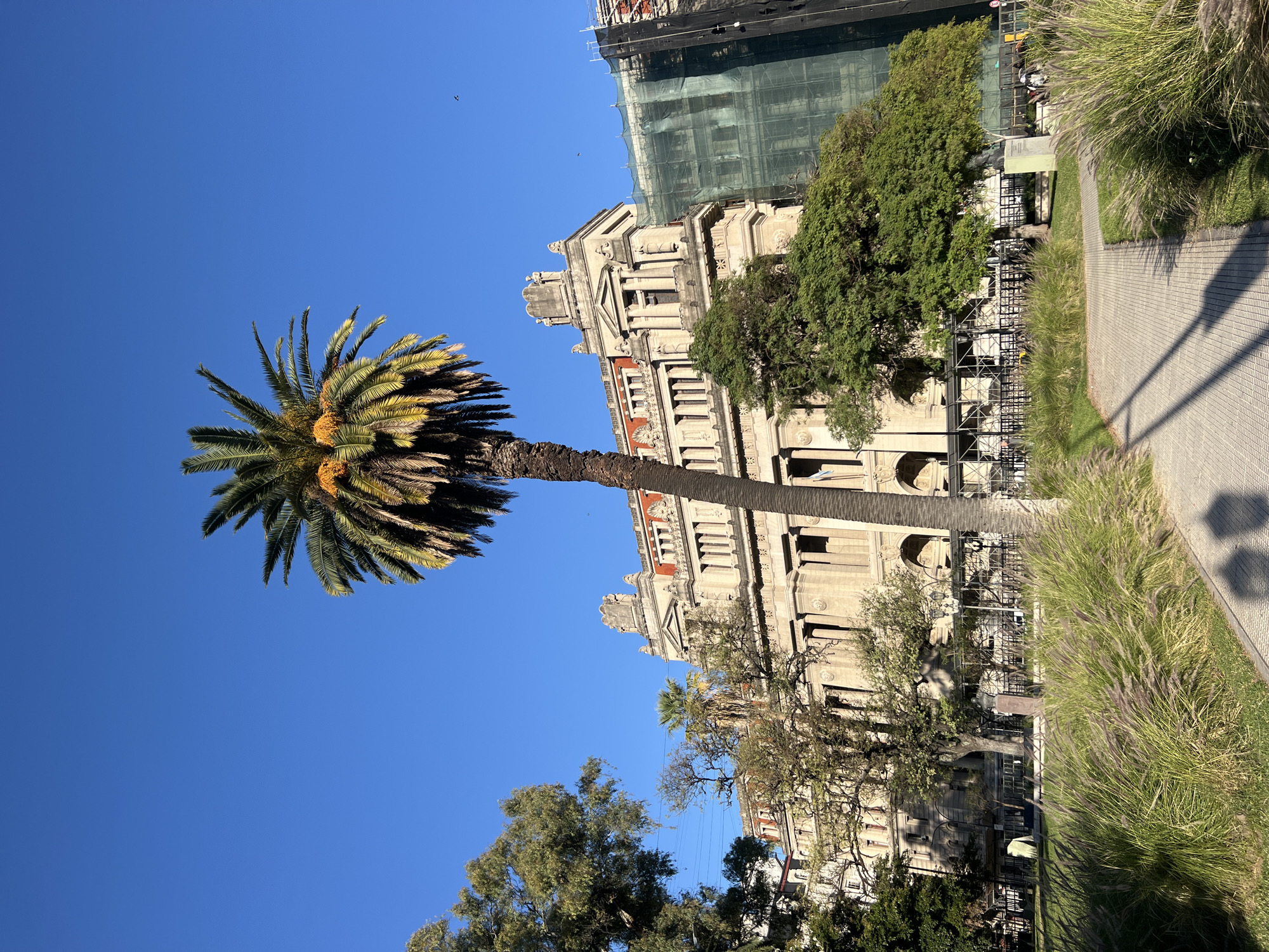 The image captures a scene in Buenos Aires, Argentina, featuring a tall palm tree in the foreground against a clear blue sky. Behind the palm tree is a large, ornate building with classical architectural elements, including columns, arches, and decorative carvings. The building's facade is a light color, possibly beige or cream, with red brick accents. Scaffolding and protective netting cover a portion of the building, indicating ongoing construction or restoration work. Lush greenery, including various trees and ornamental grasses, flanks the building and borders a paved walkway. The scene suggests a public park or square within the city.