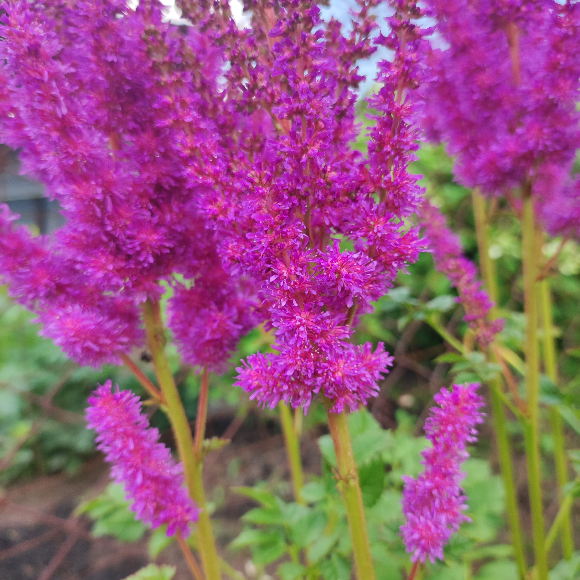 The image is a close-up, eye-level shot of purple Astilbe flowers in bloom. The flowers are vibrant and feathery, with many small individual florets clustered together to form plume-like structures. The stems are green and appear slightly fuzzy. In the background, blurred green foliage and some brown earth are visible, suggesting an outdoor garden setting. The lighting is natural, with the sky hinted at in the upper portion of the image. The scene is devoid of any human presence or recognizable landmarks.