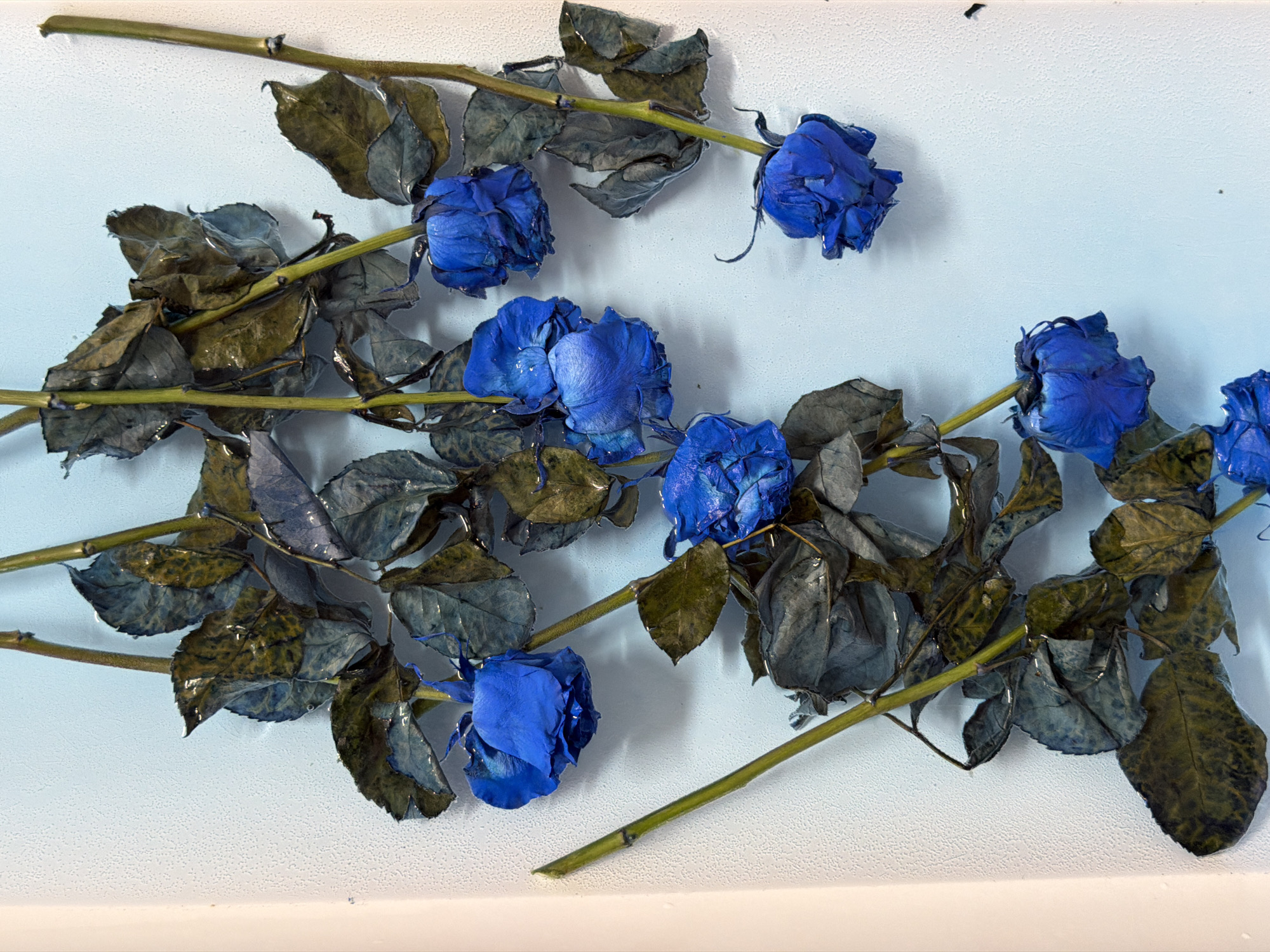 The image shows a close-up, overhead view of several blue roses with dark, wilted leaves submerged in water. The background is a textured, light blue surface with a white vertical border on the left side. The lighting is even, and the focus is sharp, highlighting the textures of the petals and leaves. There are no people or any indication of a specific location in Chaikovsky, Russia.