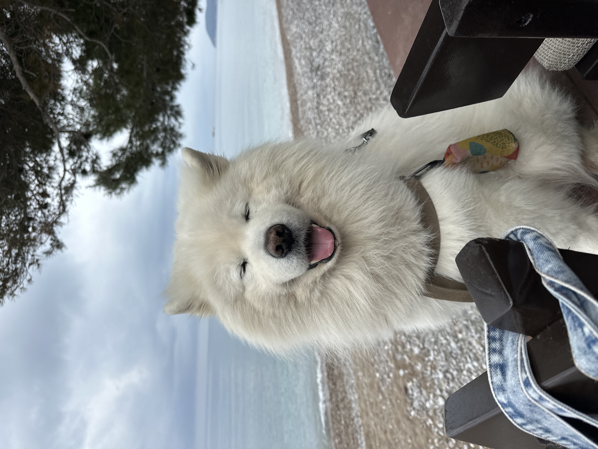 A medium shot shows a white Samoyed dog lying down with its eyes closed and mouth open, on what appears to be a wooden bench or platform. The dog is wearing a harness, with a small, patterned pouch attached to it. A portion of what seems to be a denim jacket is visible near the right edge of the frame. In the background, out of focus, is a beach scene with water, and a tree branch visible in the upper left. The location is Šušanj, Montenegro, as suggested by the beach and landscape. The scene suggests the dog is resting near the coast.