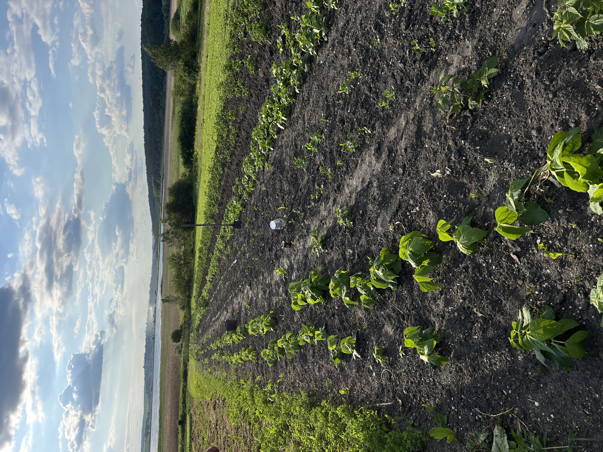This is a rotated, eye-level shot of a field with rows of young plants. The foreground is dominated by dark soil with small, green plants growing in neat rows. Some of these plants appear to be bean plants with their characteristic broad leaves. To the left of the cultivated rows, there is a strip of wild green vegetation.
In the background, a body of water, likely a river, stretches into the distance, bordered by trees and fields on the opposite bank. The sky above is a mix of blue with scattered, fluffy white clouds. The lighting suggests it is daytime, with the sun casting shadows. A white cylindrical object, possibly a bucket or a container, is visible in one of the rows. There are no visible people or text. The scene depicts a rural agricultural setting, likely during the growing season. The overall impression is one of nature and cultivation under a bright sky.