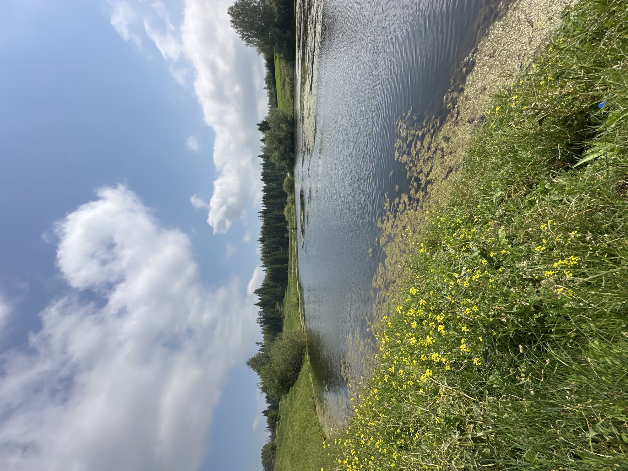The image depicts a serene landscape scene of a body of water surrounded by lush greenery and a distant forest under a partly cloudy sky. The foreground is dominated by a bank of tall green grass interspersed with vibrant yellow wildflowers, creating a dense, natural border. To the left, the grassy bank slopes gently upwards. The body of water, appearing dark and somewhat still, occupies the middle ground. Patches of light green algae or aquatic vegetation are visible floating on its surface, particularly along the near edge. In the background, a dense line of evergreen trees forms a dark forest, with rolling green hills visible behind them. The sky is a bright blue, punctuated by scattered white, fluffy clouds. The overall impression is one of a tranquil, natural environment. The provided information states the location is Buranovo, Russia, suggesting this scene is part of the natural landscape in or around that village. There are no people, animals, or man-made structures immediately apparent in the image.