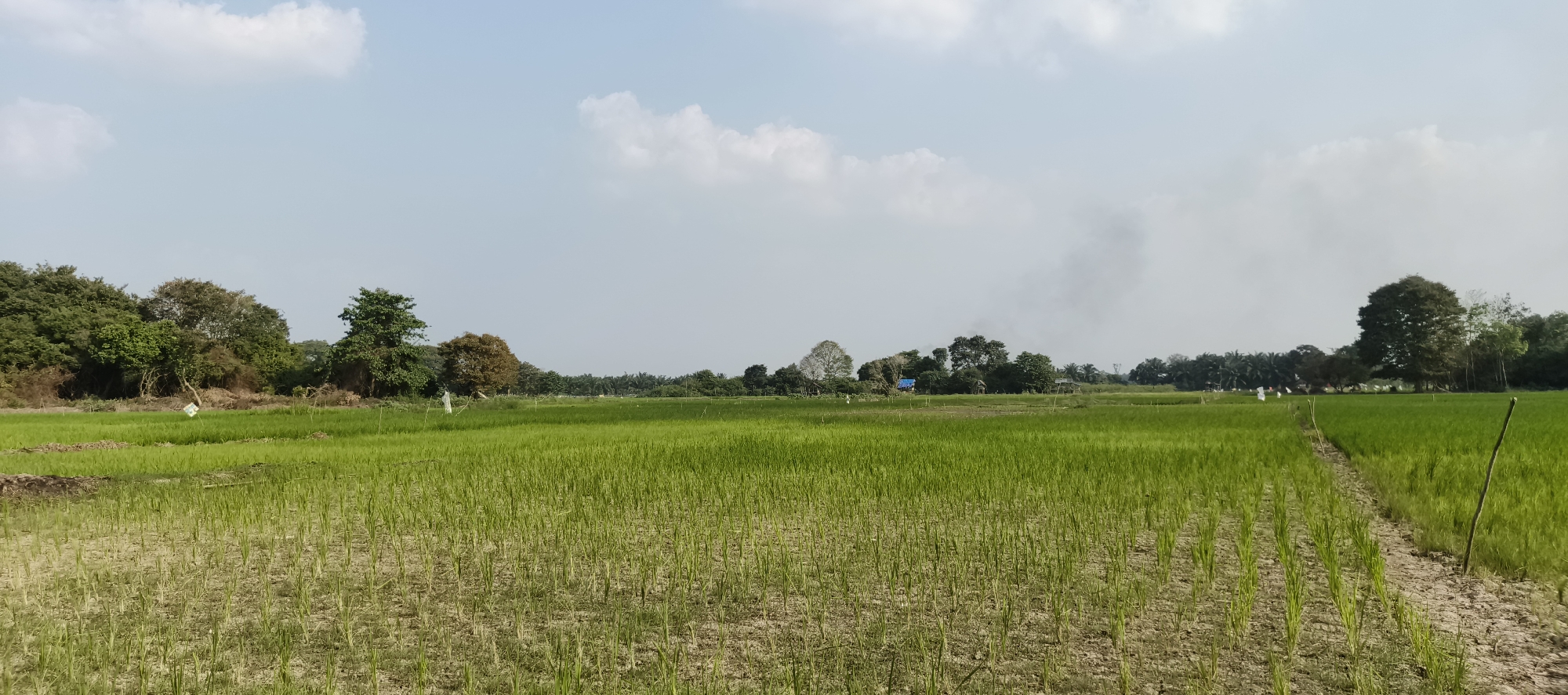 This is a panoramic, eye-level, outdoor photograph of a rural landscape in Muaro Jambi, Indonesia. The foreground features a tilled agricultural field with rows of young green rice seedlings. The mid-ground is a mature rice paddy, lush and vibrantly green, extending towards a treeline. In the distance, various trees form a dense border, with some smaller structures and what appears to be smoke rising from a fire on the horizon. The sky is a pale blue with scattered, soft white clouds. The overall lighting suggests a bright, sunny day. No people or animals are clearly discernible in the image.