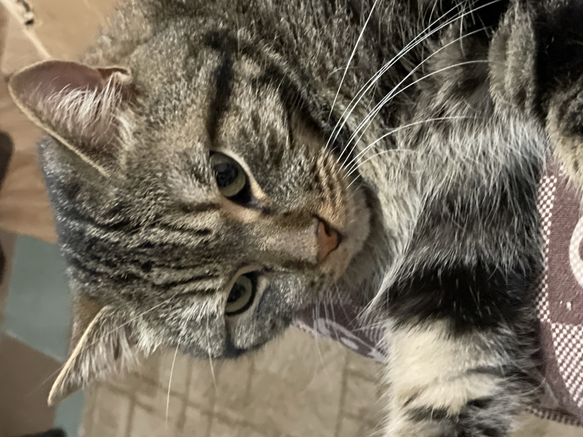 A close-up, eye-level shot shows a tabby cat with green eyes looking down and to its left. The cat's head and left paw are visible, resting on a textured, maroon and white patterned fabric. The cat's fur is a mix of brown, black, and gray stripes. Its whiskers are long and white. The background is blurred and appears to be an indoor setting with muted tones. There is no visible indication of the cat's specific location within Cherkasy, Ukraine.