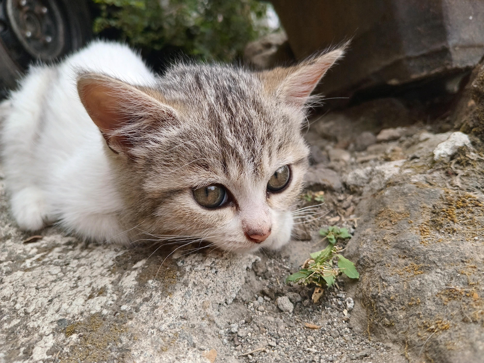 A kitten lies low on rough, grey concrete, its white and tabby fur blending with the environment. The kitten's large, expressive eyes are wide and alert, fixed on something beyond the frame. Its ears are perked, twitching slightly, indicating heightened awareness. A few blades of green grass sprout from the cracked concrete near the kitten, adding a touch of life to the otherwise barren scene. In the background, out of focus, a portion of a car's wheel and some dark, textured surfaces suggest an urban or industrial setting. The lighting is natural, likely daylight, casting soft shadows and highlighting the textures of the concrete and the kitten's fur.