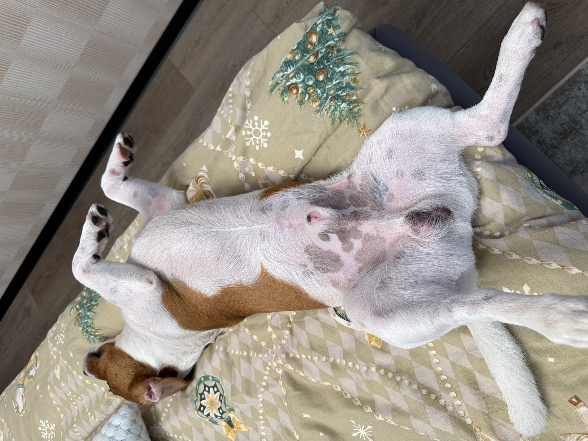 A Jack Russell Terrier dog is lying on its back on a bed with its belly exposed. The dog's legs are splayed out, and its head is tilted back. The dog appears to be sleeping or relaxing. The bed is covered with a light-colored duvet that has a Christmas-themed pattern, including snowflakes and Christmas trees. The background of the image shows a wooden floor and a wall. The image was taken indoors, likely in a bedroom. The location is not specified in the image.