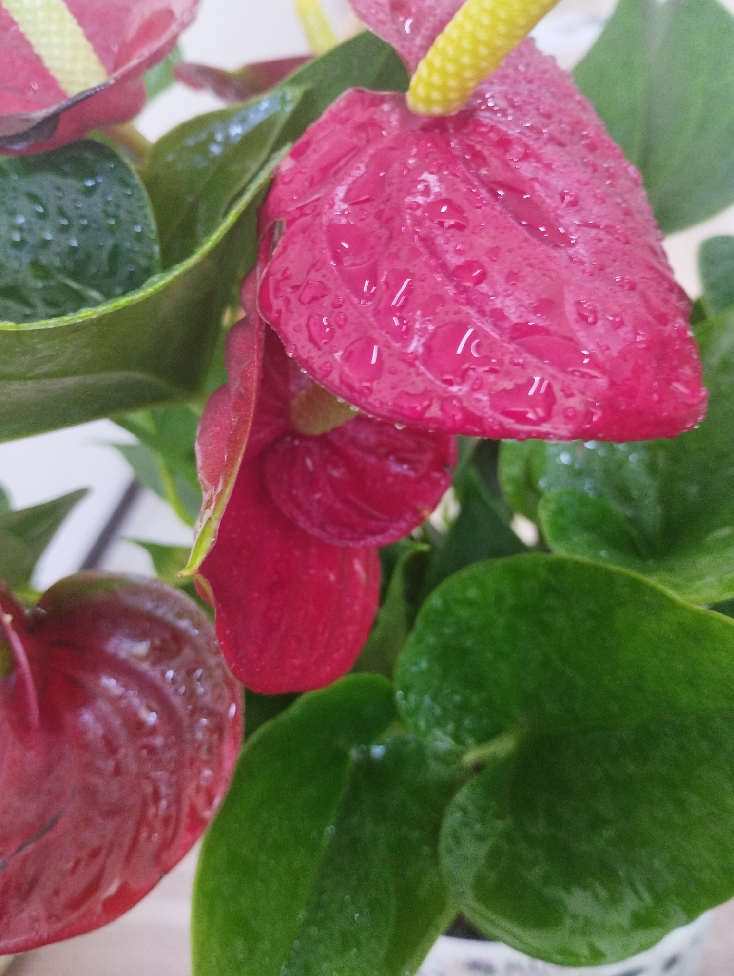The image is a close-up, high-angle shot of a plant with vibrant pink and red heart-shaped spathes and dark green leaves. The spathes are glossy and covered with numerous small water droplets, indicating they have recently been watered or misted. A yellow spadix protrudes from one of the pink spathes, also appearing slightly wet. The background is blurred, with hints of white and lighter colors. The plant appears to be healthy and well-maintained. The scene is indoors, likely a domestic or office setting, with no visible elements to suggest a specific location in Zarafshan, Uzbekistan. The focus is entirely on the botanical subject.