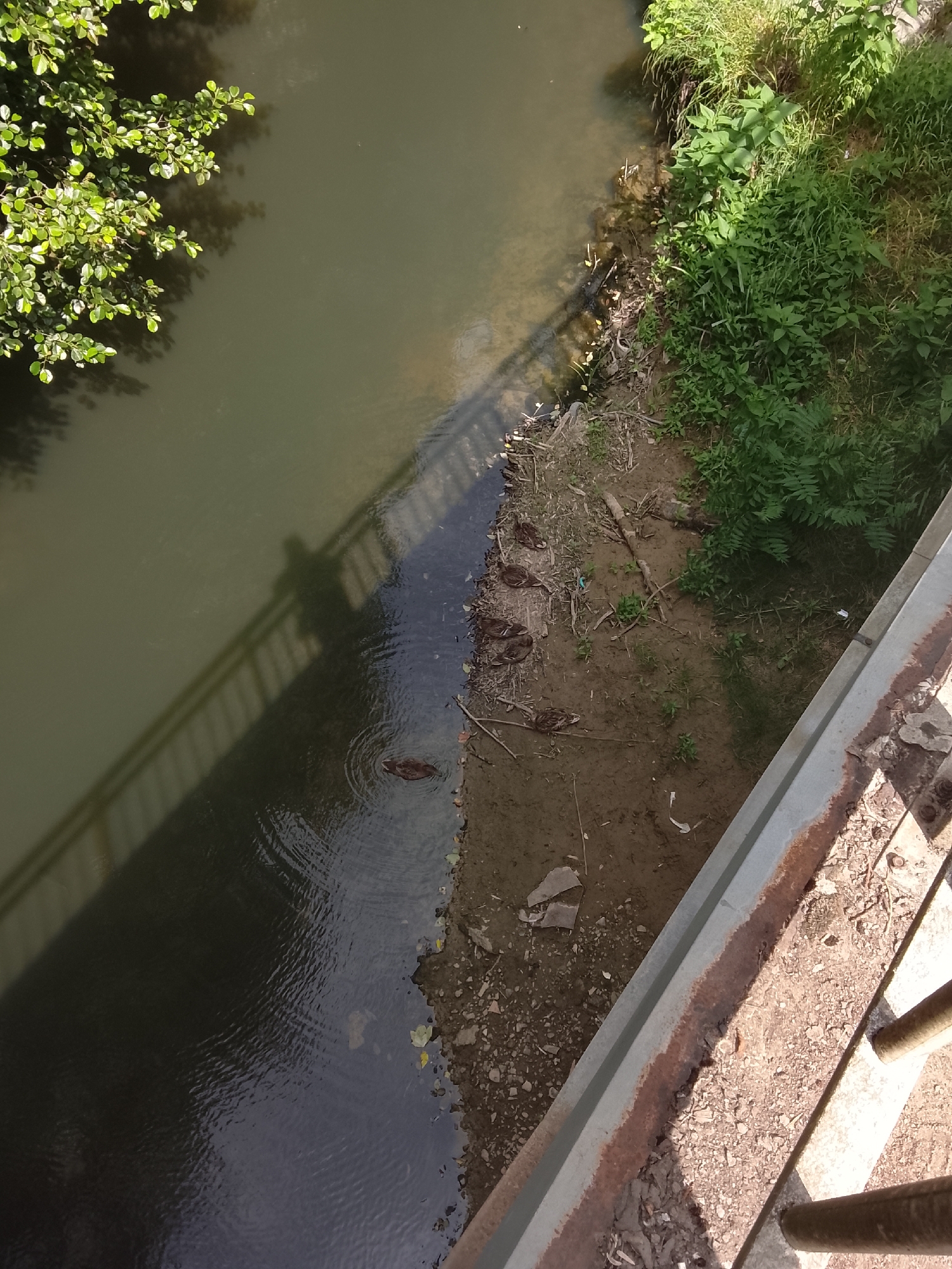 The image shows a top-down view of a narrow river or canal, possibly in the city of Oryol-Izumrud, Russia. On the left side of the water, lush green foliage hangs over the bank. The water itself is murky and reflects the shadow of a bridge, which casts a diagonal line across the surface. A single duck is visible swimming in the water, creating ripples around it.
On the right bank of the water, there is a dirt and debris-covered area. Several ducks are resting on this bank, appearing to be preening or sleeping. Beyond the bank, there is dense green vegetation, and further to the right, part of a concrete and metal structure, likely a bridge or walkway, is visible. The ground is covered in dirt, small stones, and scattered pieces of debris, including some white plastic. The overall scene suggests a natural or semi-natural area within an urban environment.