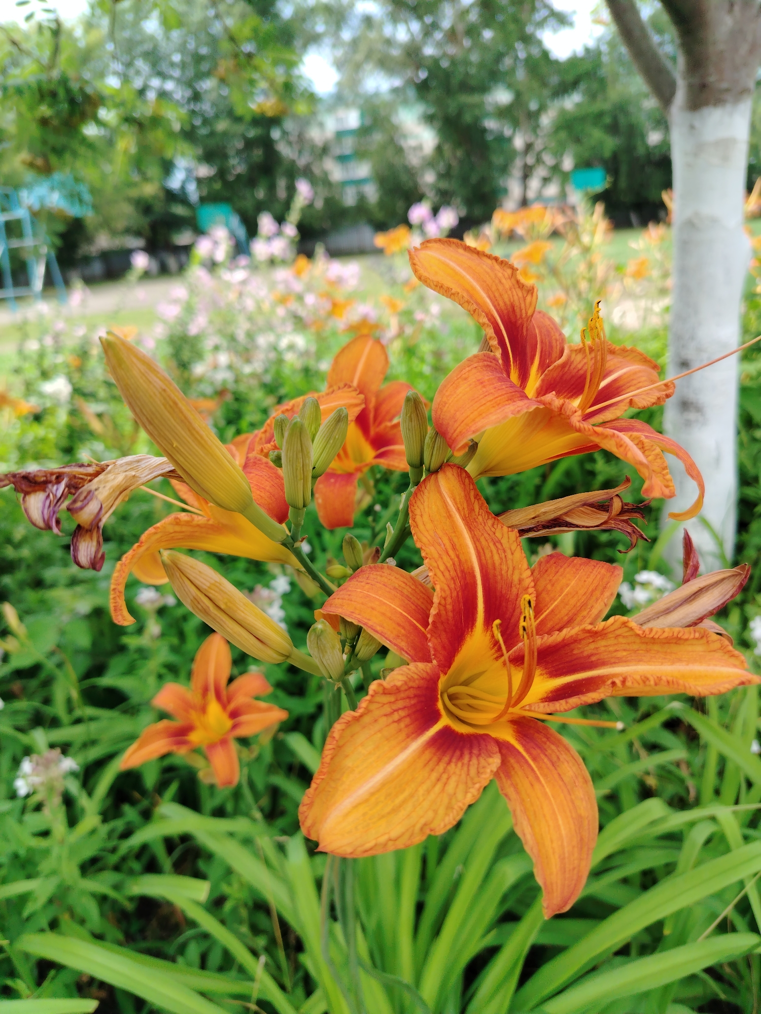 An outdoor, medium shot captures a cluster of bright orange daylilies with dark red throats and prominent yellow stamens. The flowers are in various stages of bloom, with some fully open and others still in bud. A white-barked tree trunk is visible to the right of the flowers, with its base partially obscured. The background is a soft blur of green foliage, pink and orange flowers, and hints of a blue structure, possibly a playground, suggesting an urban or suburban park setting. The lighting indicates it is daytime.