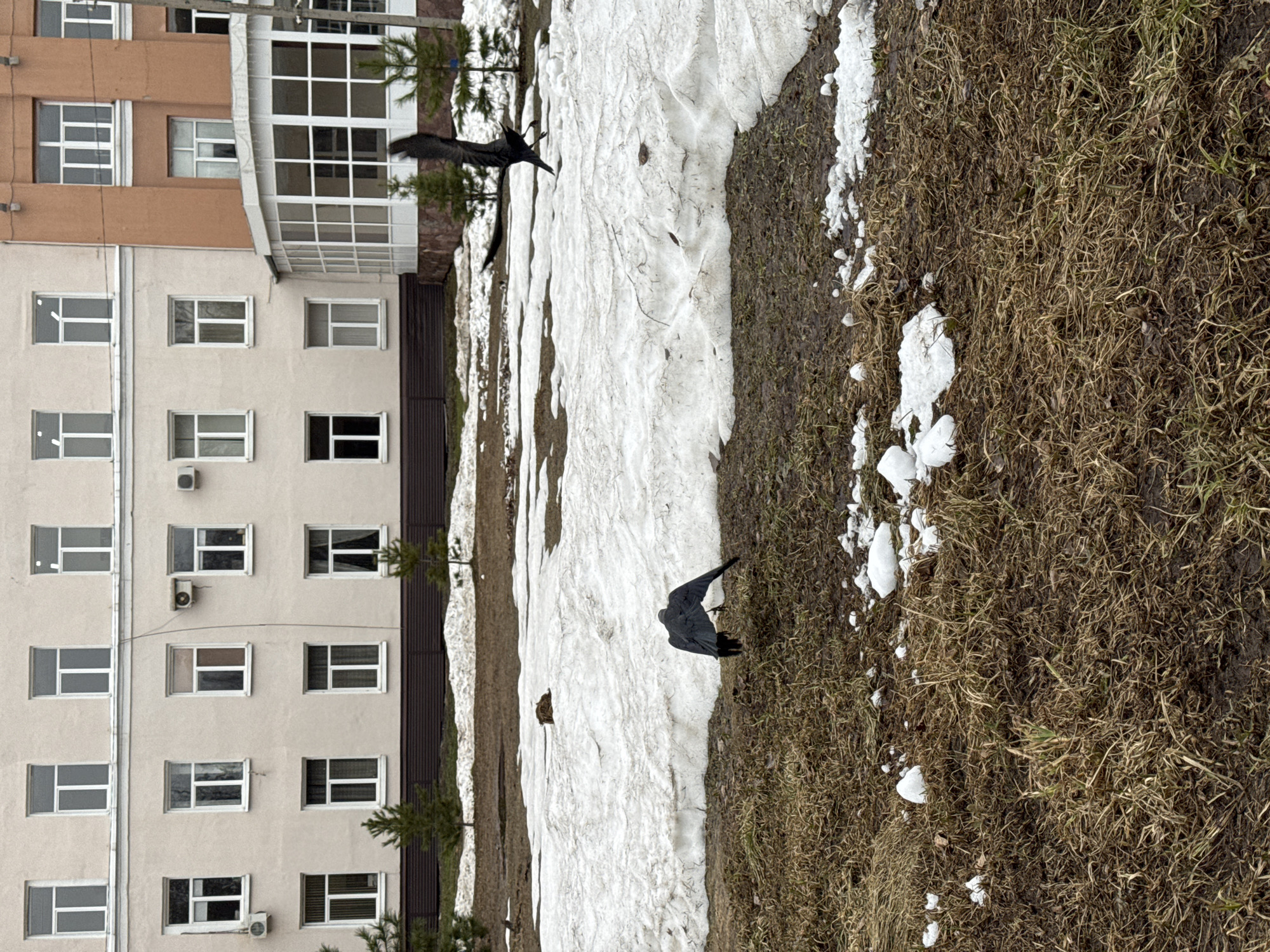 The image depicts a partly snow-covered ground next to a beige building with white framed windows in Izhevsk, Russia. Three black birds (possibly crows) are visible: one standing on the ground and two in flight. The ground transitions from snow to brown grass, with small patches of remaining snow on the grassy area. The building has multiple stories, each with a row of windows. Some windows have visible air conditioning units.