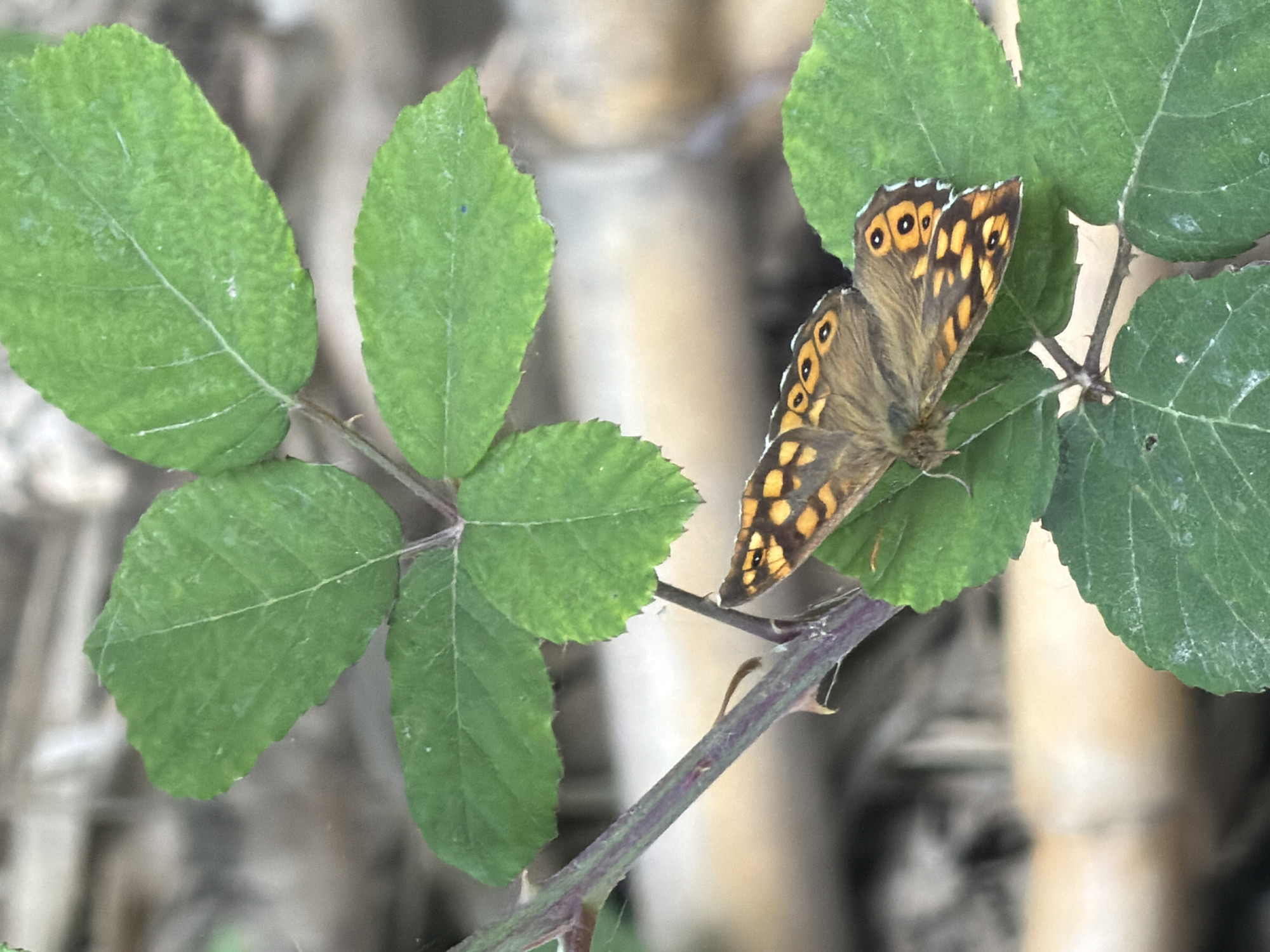 A close-up shot depicts a butterfly perched on a green leafy plant. The butterfly is brown with distinct orange and black spots on its wings. The leaves are serrated with prominent veins. The plant has a thorny stem. The background is blurred, appearing as out-of-focus foliage or other natural elements. The location is the city of Sant Martí Sarroca, Spain.