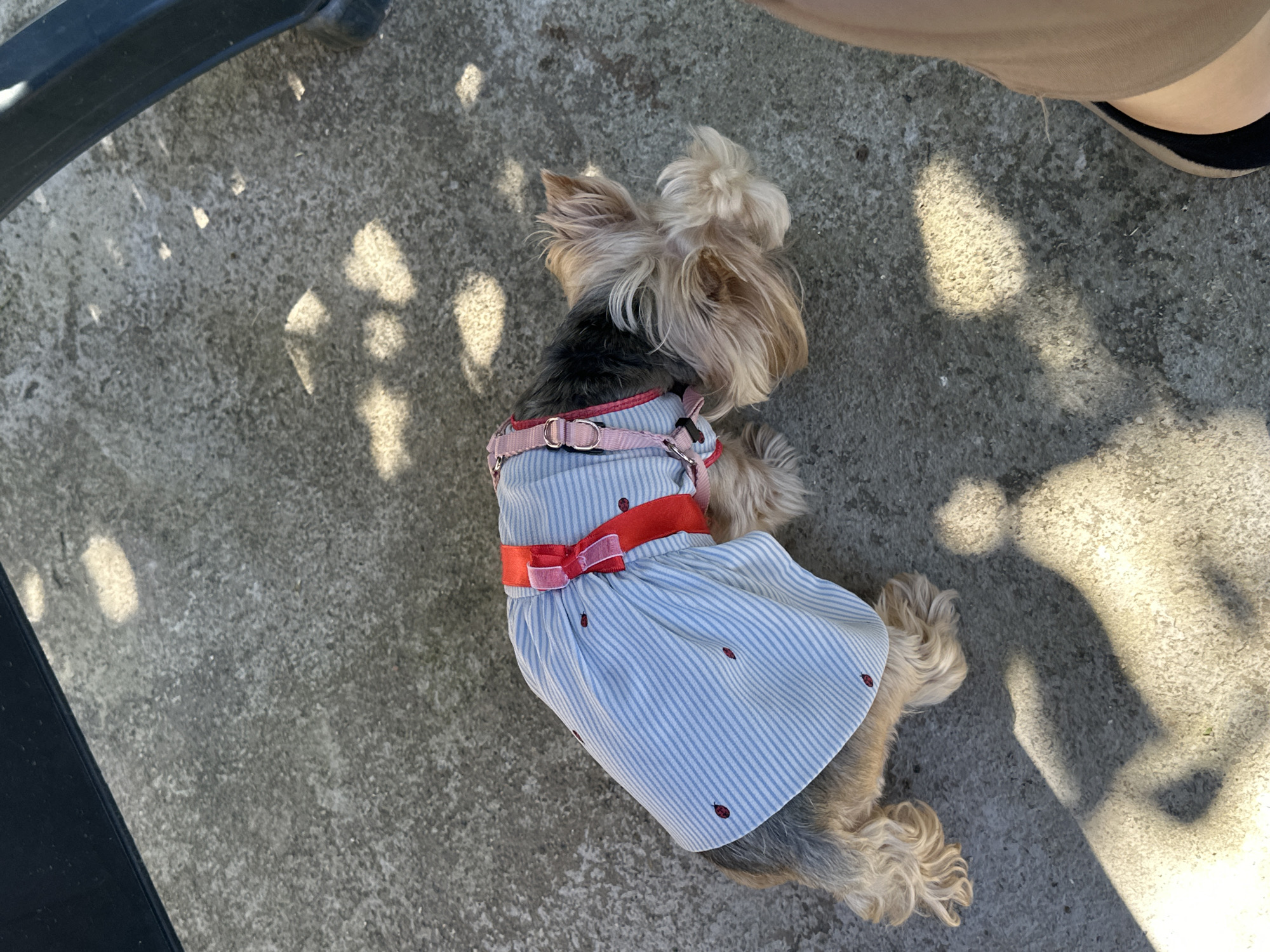 A small, long-haired dog, possibly a Yorkshire Terrier, is lying on a concrete surface outdoors. The dog is wearing a light blue and white striped dress with a red ribbon belt and small ladybug accents. The dress is fitted with a pink harness. The dog is resting on its side, with its head turned away from the camera. The concrete surface is mottled with shadows, likely from trees or other objects overhead. A portion of a chair leg is visible on the left side of the frame. A person's leg is visible on the upper right side of the frame. The location in the city of Lehchevo, Bulgaria is unknown.