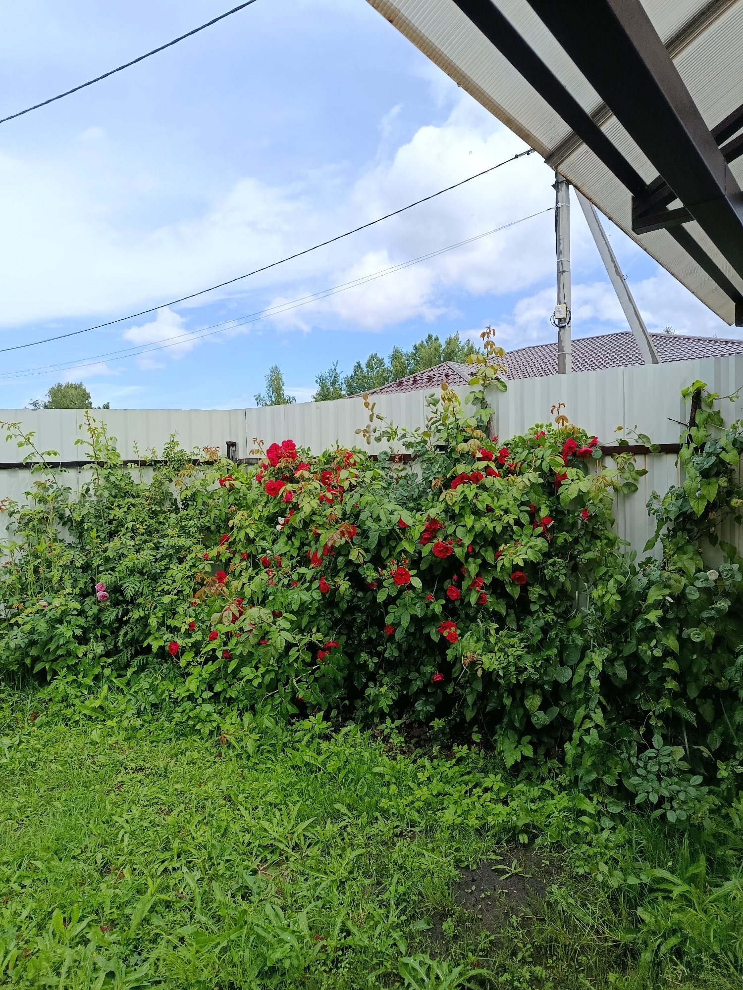 This media file depicts a vibrant garden scene in Verezya, Russia, likely on a clear, pleasant day. The foreground is dominated by lush green grass, interspersed with various weeds and low-lying plants. Behind the grass, a dense hedge of rose bushes flourishes, with numerous bright red roses in full bloom and a few pale pink ones visible further to the left. The roses are climbing and spilling over a light-colored corrugated metal fence that forms the backdrop.
Beyond the fence, the roofs of houses with dark, patterned tiles are visible, suggesting a residential area. Trees with green foliage are scattered across the landscape, hinting at a rural or suburban setting. Above, a bright blue sky with scattered white clouds provides a cheerful atmosphere.
Adding to the scene is a portion of a modern outdoor canopy or awning, constructed with dark metal beams and a translucent, ribbed roof. This structure is supported by a concrete pillar, partially visible, and is angled downwards, suggesting it is part of a larger building or patio. Overhead power lines also crisscross the sky.
The overall impression is one of a well-maintained garden during the peak of summer bloom. There is no activity or people visible in the image. The light suggests it is daytime, and the bright sky indicates fair weather. No text is present in the image.
