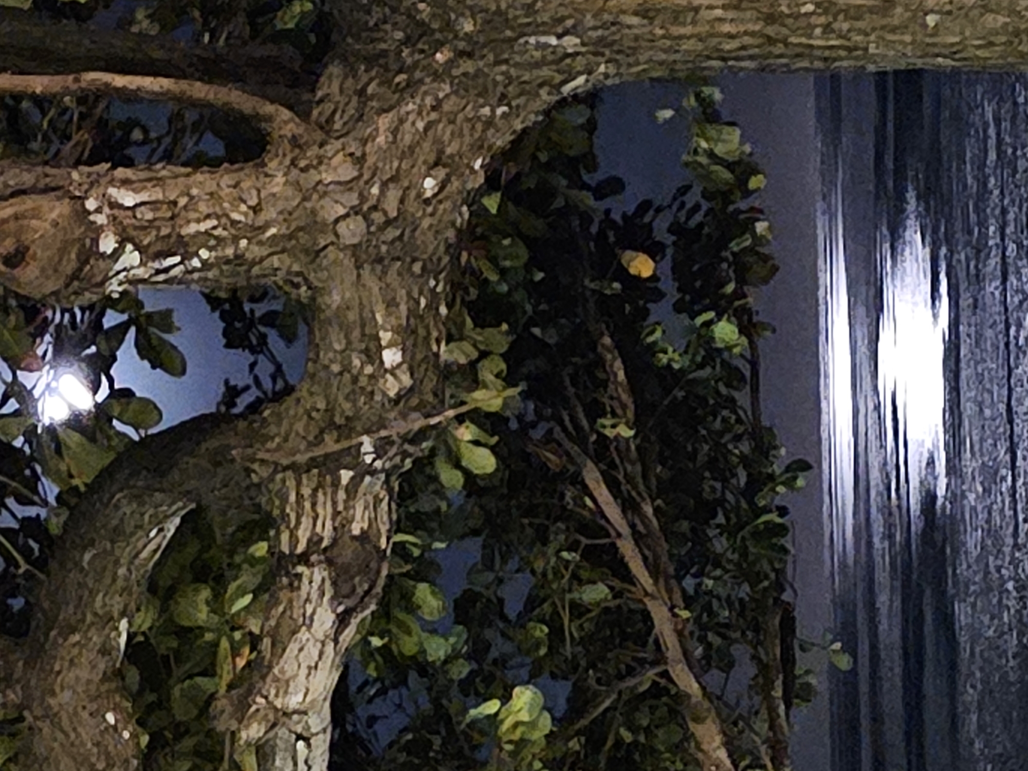 The image depicts a nighttime scene in Denpasar, Indonesia, featuring a large tree with textured bark and green leaves. A bright light source, possibly a lamp or the moon, is visible through the foliage in the upper left portion of the frame. The tree branches extend across the foreground, obscuring a portion of the background. Below the tree, a body of water, likely the ocean, is visible. The water reflects the light source, creating a luminous path across its surface. The overall impression is one of a tranquil, natural setting illuminated by artificial or natural light. There are no people or animals present in the image, nor any visible structures.