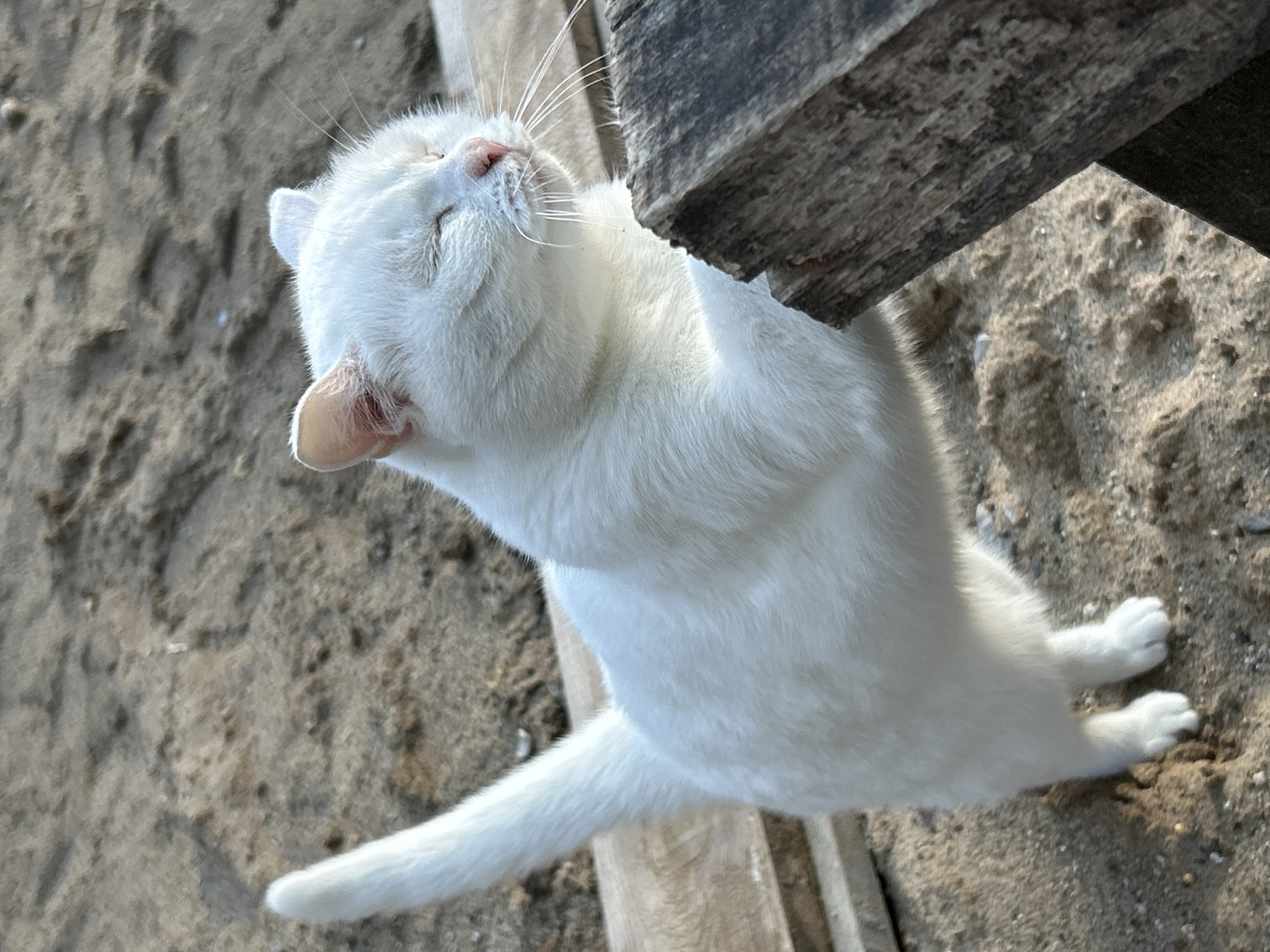 An upward-angled, close-up shot captures a pristine white cat stretching blissfully outdoors. The cat, with soft, fluffy fur, has its eyes closed, head tilted back, and a serene expression on its face, suggesting contentment or enjoyment of a scratch. Its delicate pink nose and inner ear are visible, contrasting with its white fur. Long, fine whiskers extend from its snout.
The cat is positioned against a sturdy, weathered wooden structure, likely a beam or post, which is greyish-brown and appears rough-hewn. The cat's body is elongated as it stretches, with its front paws and some of its torso visible against the wood and ground. Its tail extends to the lower left, while its back paws are visible to the lower right, curled slightly.
The ground beneath the cat is sandy or gravelly, with a textured, light brown and greyish hue, consistent with an outdoor, natural environment. The lighting suggests bright daylight, possibly sunlight, highlighting the cat's fur and the textures of the wood and ground. No specific identifying landmarks for Chaikovsky, Russia, are discernible within the frame, but the scene is clearly outdoors and natural. There is no visible text in the image.