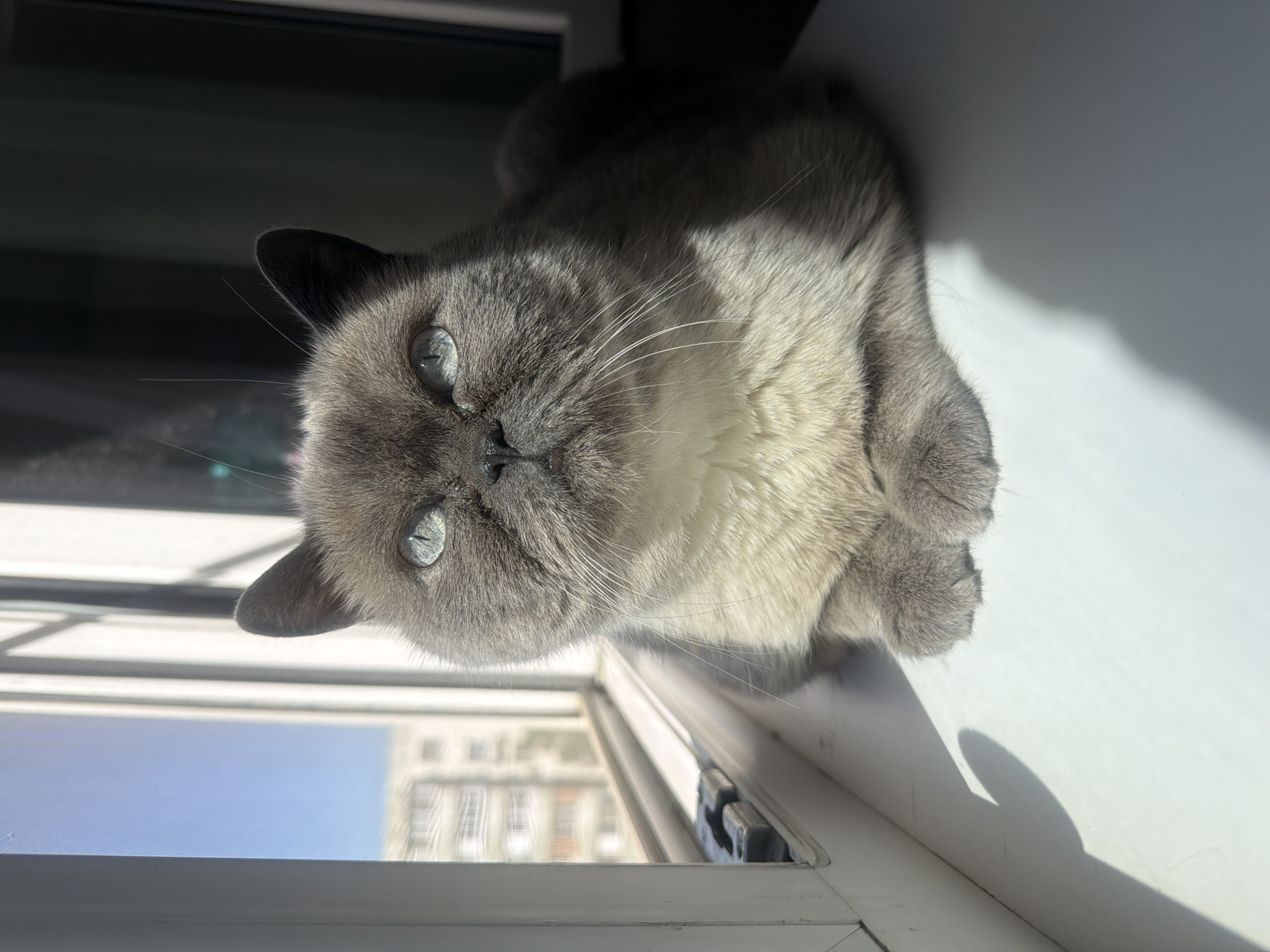 A grey cat with blue eyes is lying on a white windowsill. The cat is partially in sunlight. Outside the window, a building can be seen under a clear blue sky. The location appears to be in an urban area, but there is no information to indicate Rostov-on-Don, Russia.