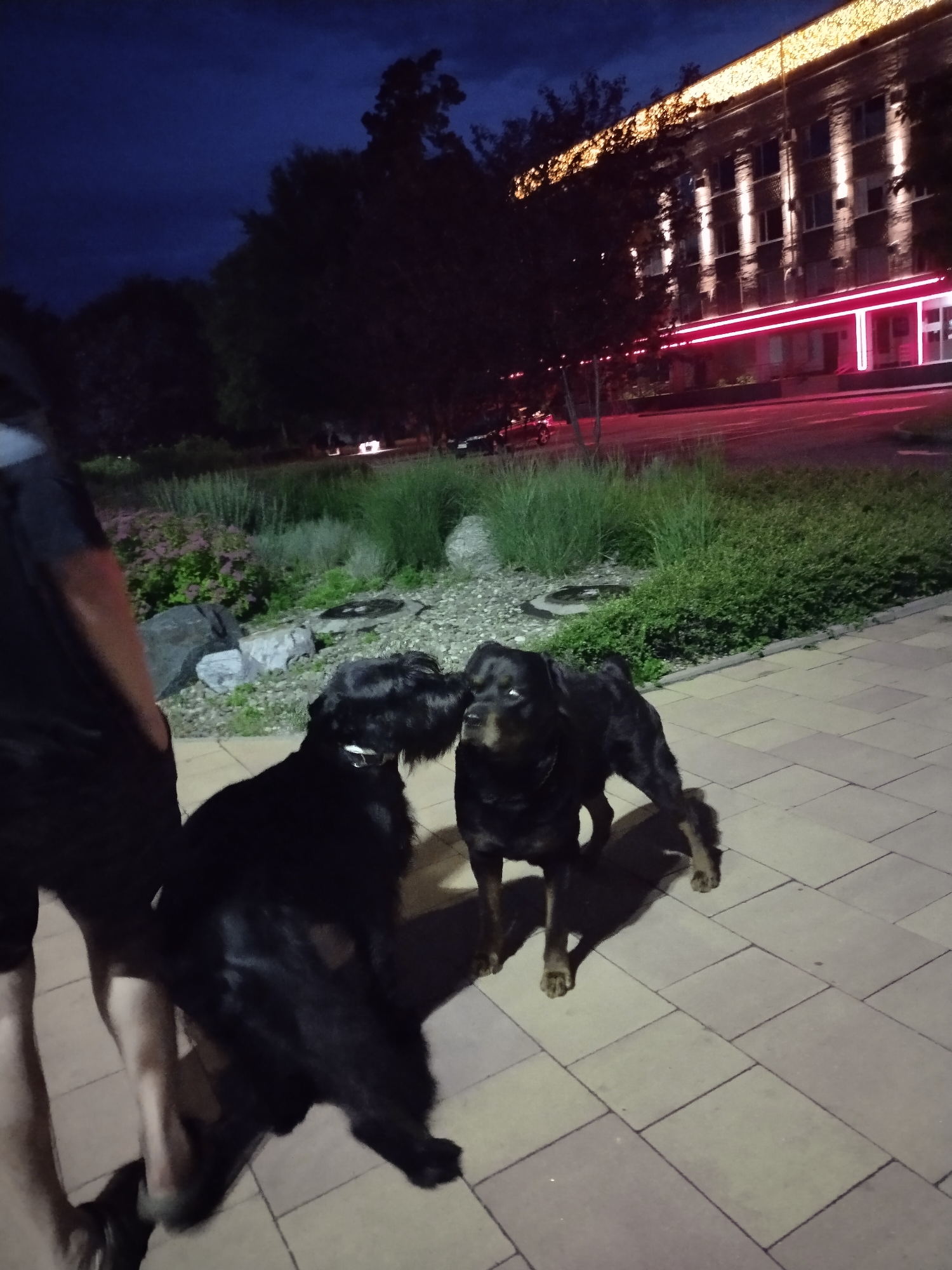 The image depicts an urban nighttime scene in Horishni Plavni, Ukraine, featuring two dogs and a partially visible human on a paved walkway, with a brightly lit building and foliage in the background.
In the foreground, a paved surface composed of light-colored, rectangular interlocking tiles extends from the bottom of the frame. On the left, the lower torso and legs of a person are partially visible, wearing dark attire. To their right, two dogs are positioned centrally. The dog on the left is a black, shaggy-haired breed, possibly a Giant Schnauzer, wearing a white collar. It is facing right, with its head lowered, appearing to interact nose-to-nose with the second dog. The dog on the right is a Rottweiler, with characteristic black and tan markings and a muscular build, standing with its head turned towards the left dog. Both dogs cast distinct shadows on the paved surface to their right, indicating a light source from the left.
Behind the dogs and pavement, a landscaped area is visible, featuring various types of vegetation including tall, light-green grasses, lower shrubs with dark foliage and some reddish-purple blooms, and several large, light-colored rocks. Beyond this landscaping, a dark asphalt road is present, illuminated by a reddish glow originating from the background.
The background is dominated by a multi-story building with a brick facade and regularly spaced windows. The building is extensively illuminated: its upper perimeter is adorned with bright yellow decorative lights, while its lower section features prominent horizontal red neon light strips. Several columns on the building's facade are individually illuminated by white spotlights. Dark tree silhouettes are visible against the dark blue-black night sky behind and to the left of the building. Distant, indistinct vehicle lights are faintly visible on the far side of the road.