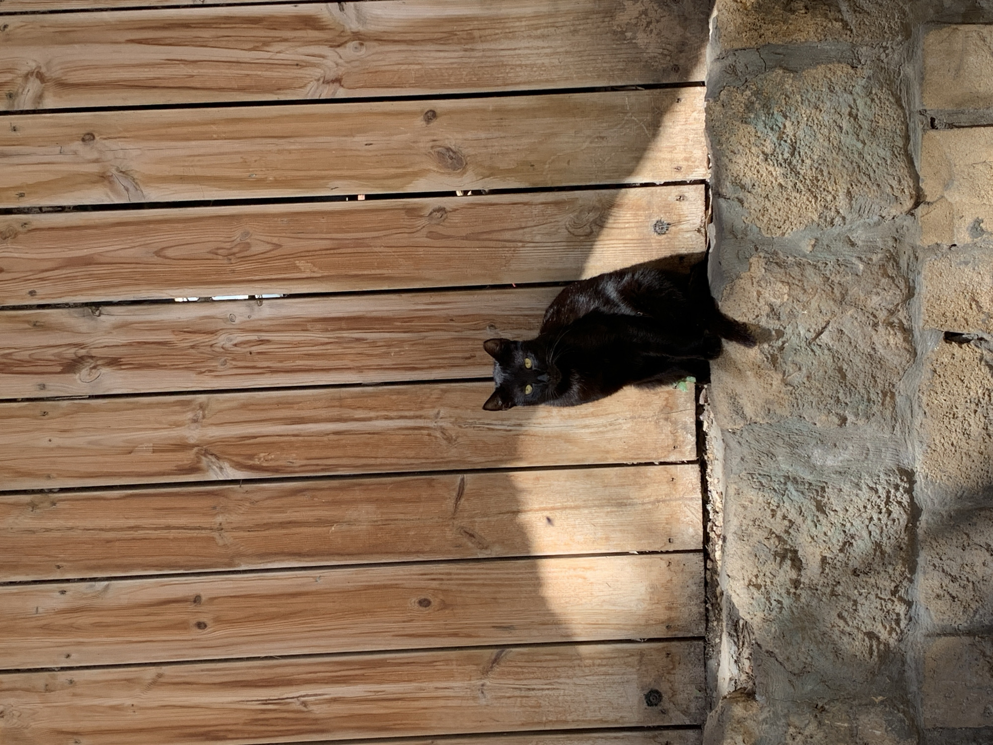 A black cat lies on a wooden surface, near a rough, stone-like structure. The cat's eyes are open and looking towards the viewer. The scene is illuminated by sunlight. There is no indication of the location being Tel-Aviv, Israel, or of any people, actions, or interactions.