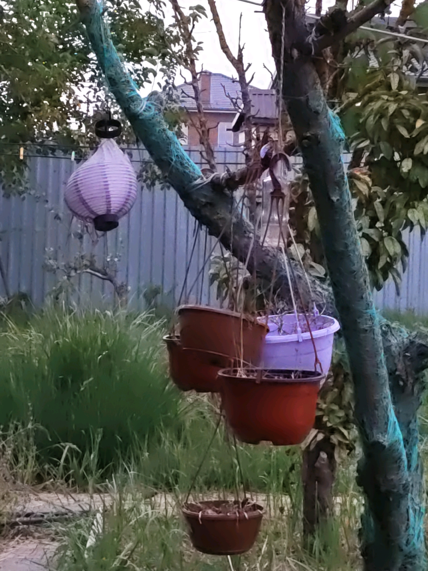 In the city of Olginskaya, Russia, an outdoor scene depicts a tree with several hanging plant pots and a decorative lantern. The tree's trunk is wrapped in a teal-colored net. From the tree's branches, three plant pots are suspended. The top pot is a light purple plastic container, while the two pots below it are dark brown plastic. A light purple paper lantern with a dark top is hanging from a separate string, also attached to the tree. The background shows a gray wooden fence and overgrown green grass. The lighting suggests it is dusk or early morning.