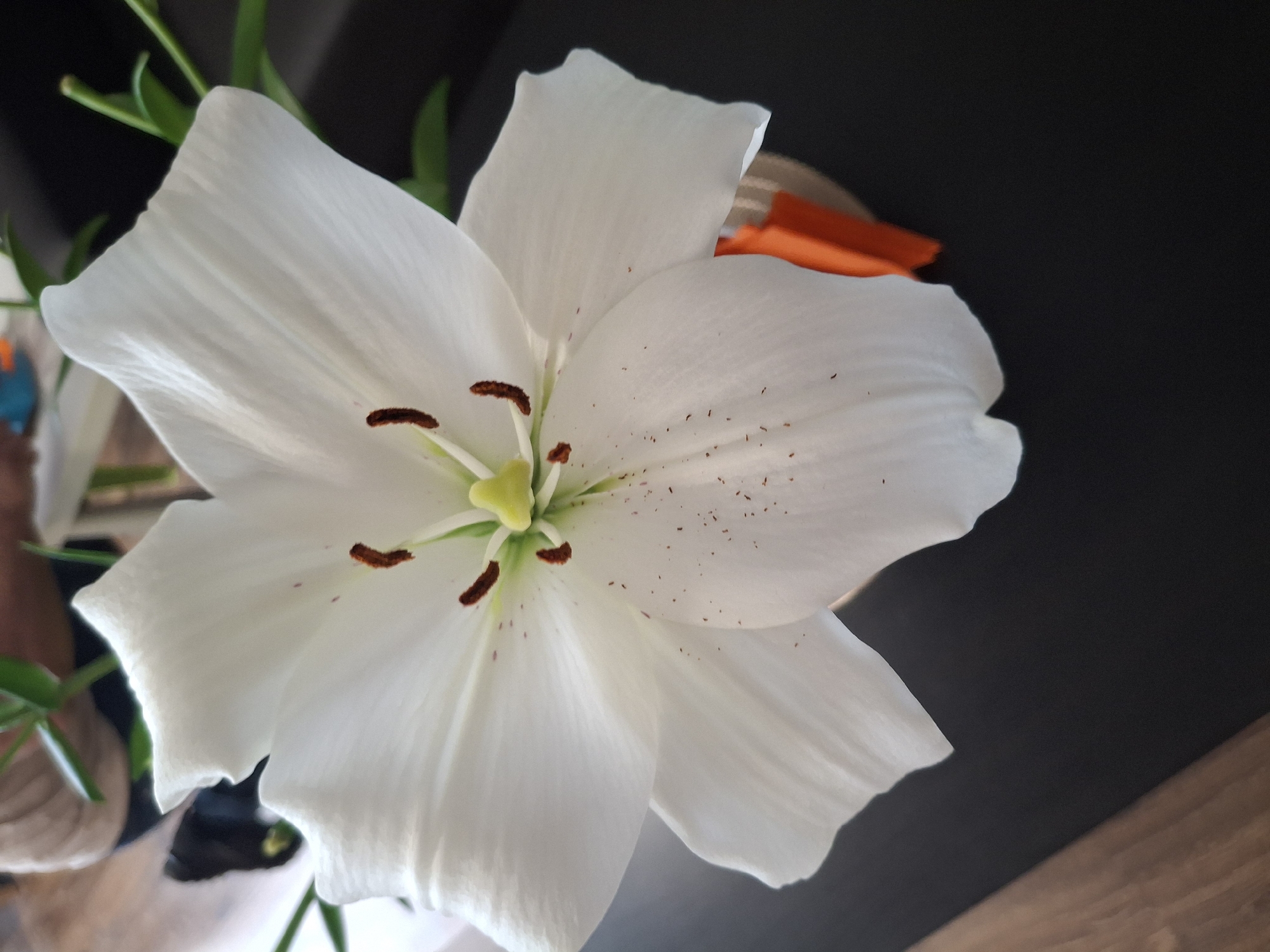 A close-up, high-angle shot focuses on a white lily in bloom. The lily is predominantly white with delicate veins visible on its petals. The stamens in the center are a reddish-brown, tipped with pollen. Some tiny brown speckles are scattered across the petals. The flower appears to be in a vase, hinted at by a sliver of orange material peeking out from behind the lower petals. The background is dark, with a hint of greenery from the lily's leaves or stems above. A wooden surface is visible in the lower left corner, and a blurred background suggests an indoor setting with a person partially visible. The image does not provide any information about the location in the city of Lēdmane, Latvia.