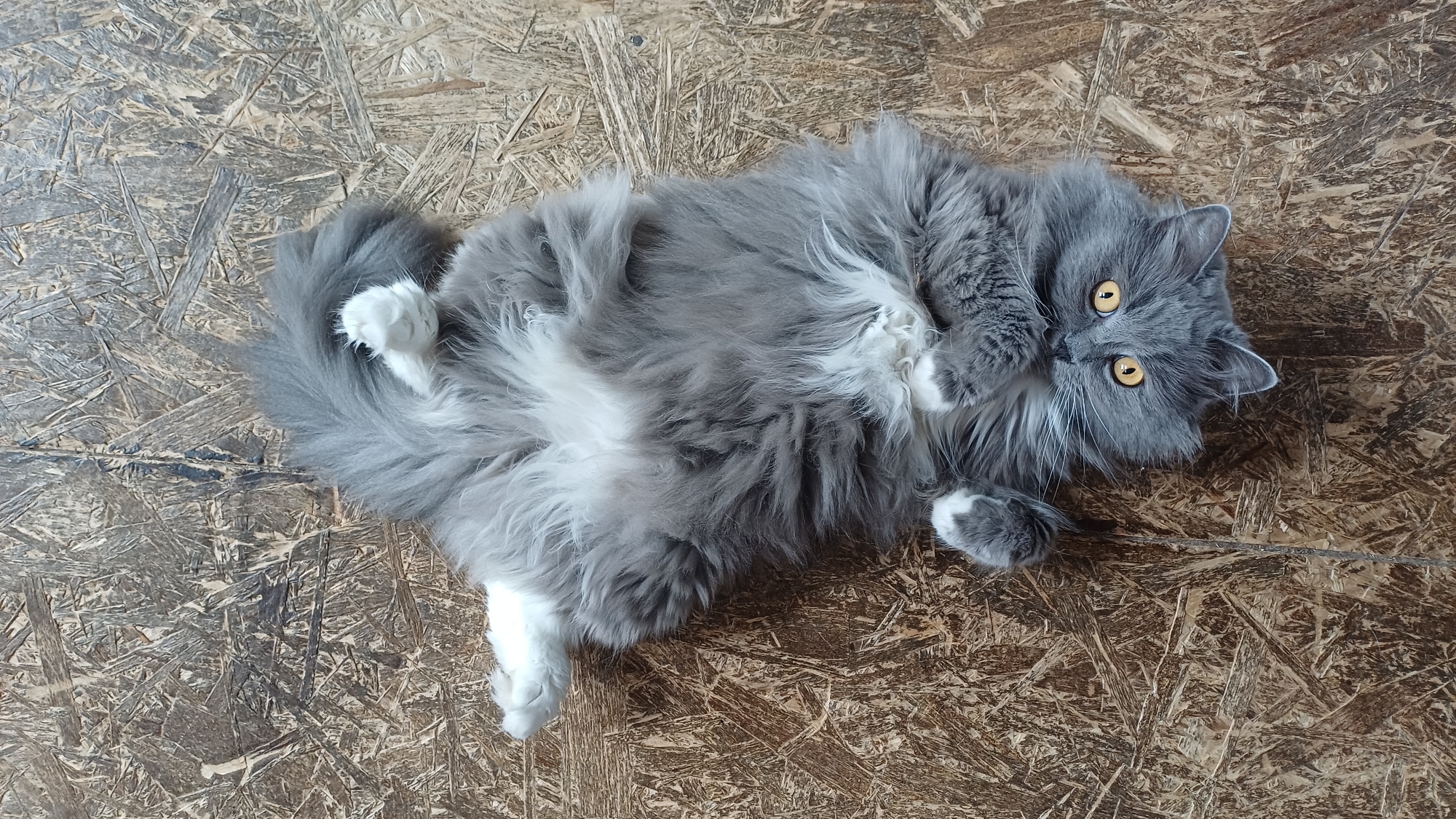 A fluffy grey and white cat is lying on its back, seen from a top-down perspective, on a textured wooden surface that resembles oriented strand board (OSB). The cat's long, thick fur is a mix of grey and white, with prominent white patches covering its chest, belly, and paws. Its front paws are curled inwards towards its body, while its back paws are partially visible, one white paw extended. The cat has striking, bright golden-yellow eyes that are wide open and looking directly at the viewer, suggesting curiosity or a playful mood. The lighting indicates a well-lit indoor environment. There is no visible text in the image.