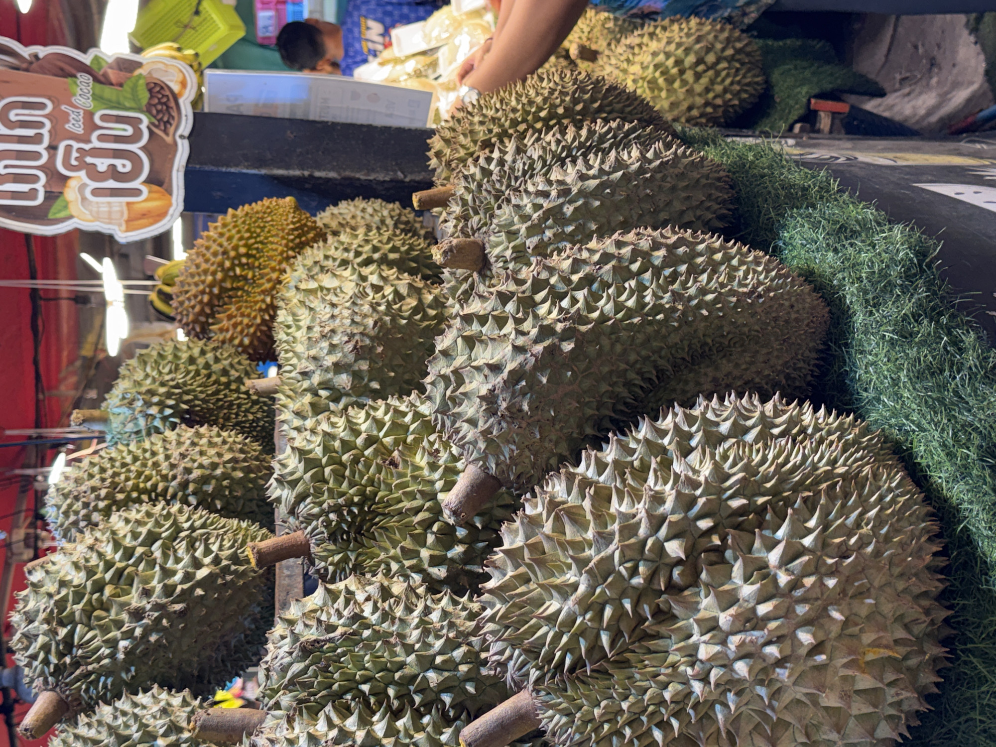 This media file shows a close-up view of a market stall selling durian fruit in Karon, Thailand. The foreground is dominated by several large durian fruits, their spiky exteriors clearly visible. The fruits vary in color, from light green to yellowish-brown, with brown stems. Behind the durian, a bundle of green, moss-like material is visible, possibly used for display or as a cushion.
In the background, out of focus, there are hints of a market environment. A sign with Thai writing in white and brown is partially visible on the left, featuring images of cocoa pods and what appears to be an iced drink. Above and behind the durian, glimpses of people can be seen. One person's hands are reaching towards the fruit, suggesting a transaction or arrangement of the goods. Another individual, a child, is visible in the upper left corner, looking down. The lighting suggests it is daytime, with natural light illuminating the scene. The overall impression is that of a vibrant fruit market, bustling with activity.