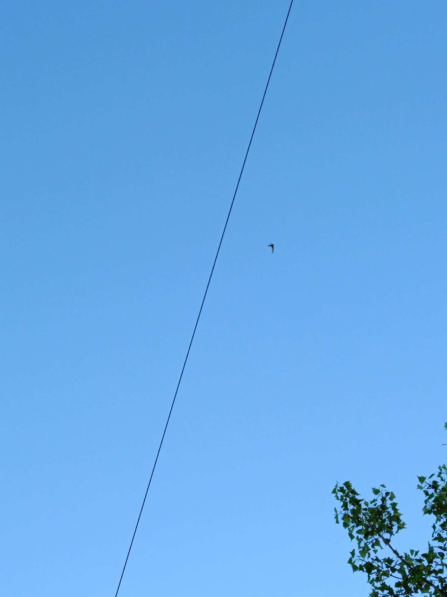 A bird is flying in the sky near a power line in Chaikovsky, Russia. The sky is blue and clear. A tree branch with leaves is visible in the lower right corner.