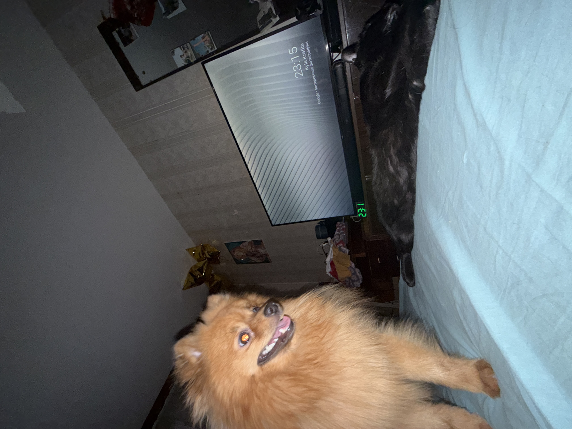 The photo shows a domestic interior with a Pomeranian dog in the foreground. The dog, with orange fur, is looking upwards with its mouth open, suggesting panting. The setting includes a bed covered in light blue fabric, partially occupied by a black cat. A television displays a screen with white lines against a dark background, showing the time "23:15" and the text "Google - Интересные фотографии Куле Кратка". A mirror hangs on the wall above the television, reflecting objects and light. Other items are present but are less distinct. The location may be in Khimki, Russia, based on the timestamp on the television screen. The room is dimly lit.