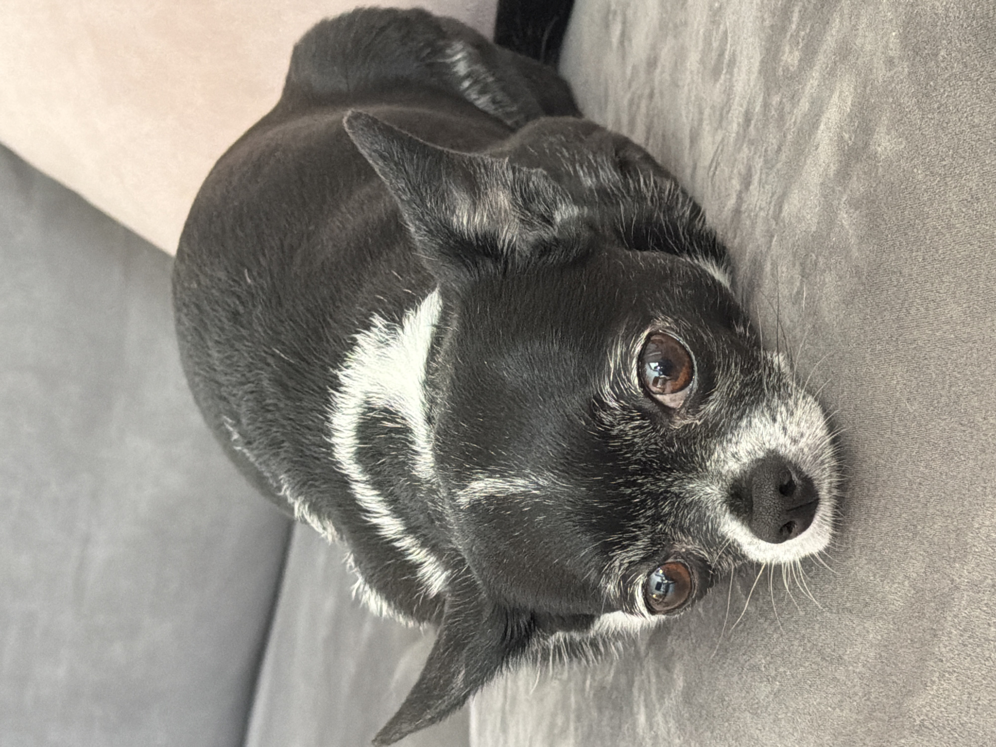 A black and white chihuahua lies on a gray fabric surface. The dog's head is tilted upward, and its brown eyes are looking directly at the camera. The dog has a black nose and white whiskers. White markings are visible on its chest and around its face. Part of a light-colored surface is visible behind the dog. The location is Unknown, Unknown.
