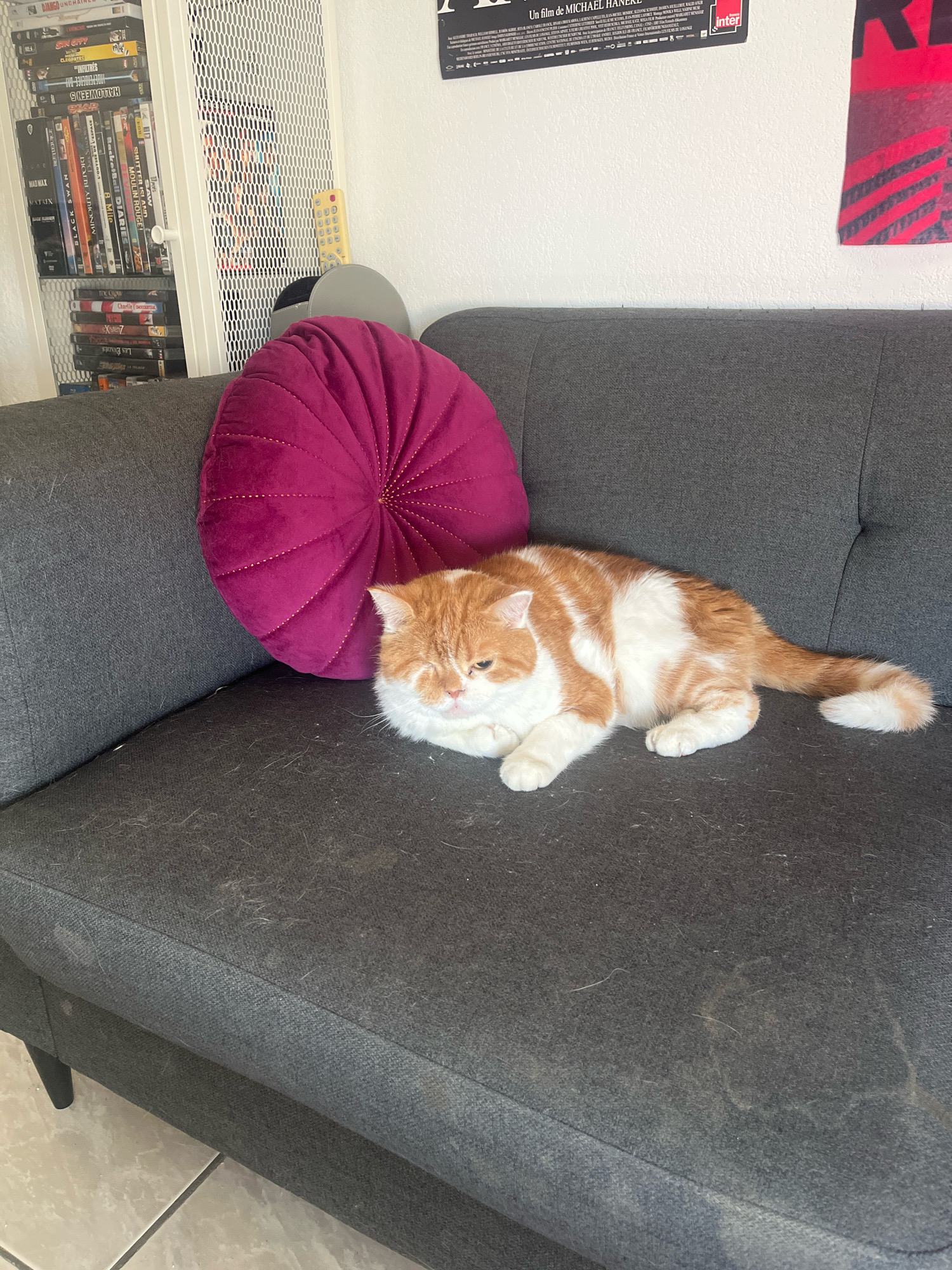 An orange and white cat rests on a dark gray couch in an indoor setting. The cat is lying on its side with its head turned towards the viewer, and one eye is partially closed. The couch appears to be covered in cat hair and is situated in front of a white wall. To the left of the cat, there is a round, fuchsia pillow. Behind the couch, a white shelving unit filled with DVDs is visible, along with a remote control. The overall scene suggests a casual, lived-in domestic environment.