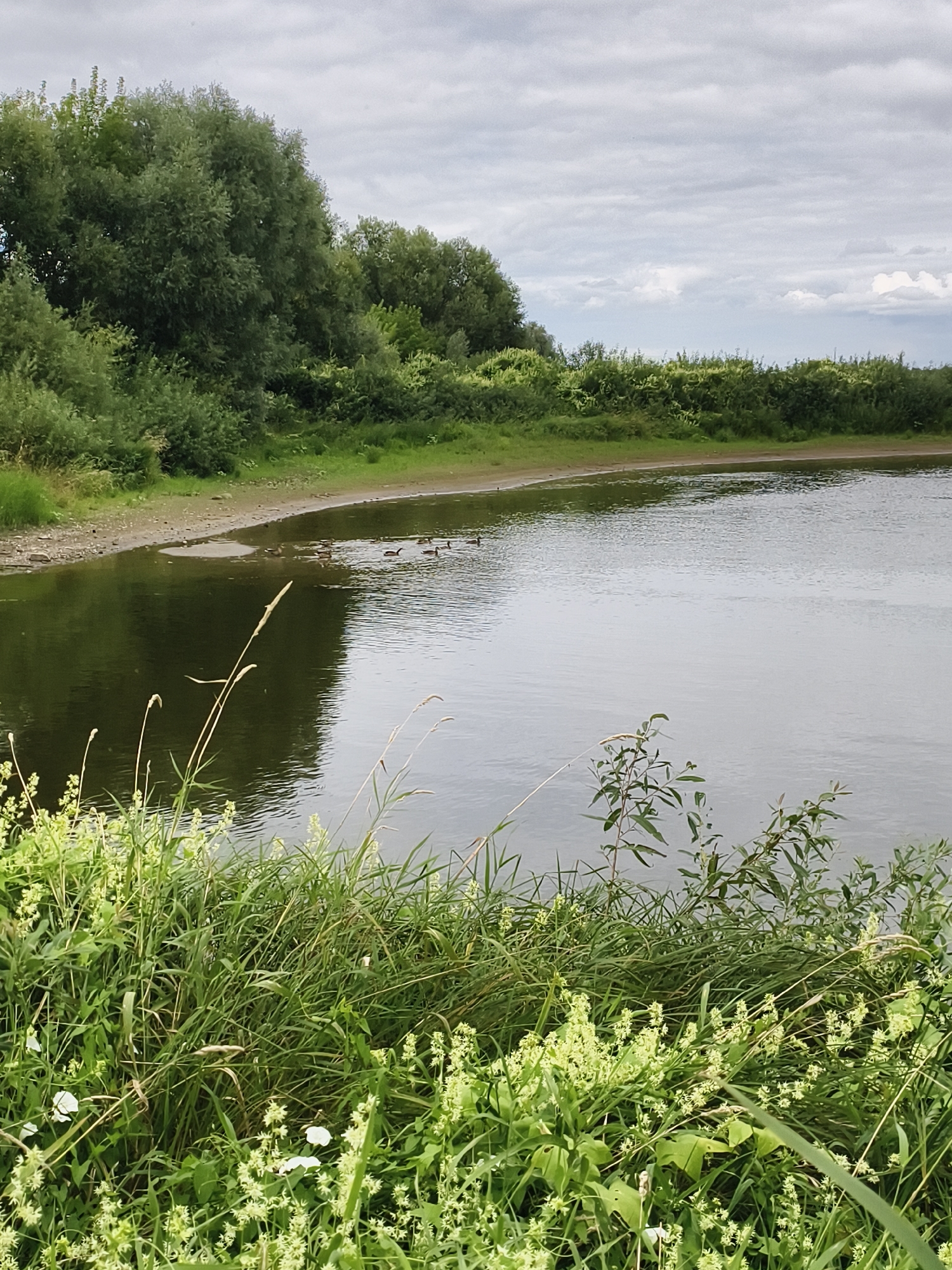 The image depicts a natural scene of a lake or pond with a shoreline and surrounding vegetation, under a cloudy sky. The foreground is dominated by tall green grasses and some small white and yellow flowers. The water's surface is calm, reflecting the muted tones of the sky and the greenery. A sandy shoreline curves into the distance, where a dense line of trees and bushes forms the background. Several ducks are visible swimming on the water near the shore. The location is identified as Tczew, Poland.